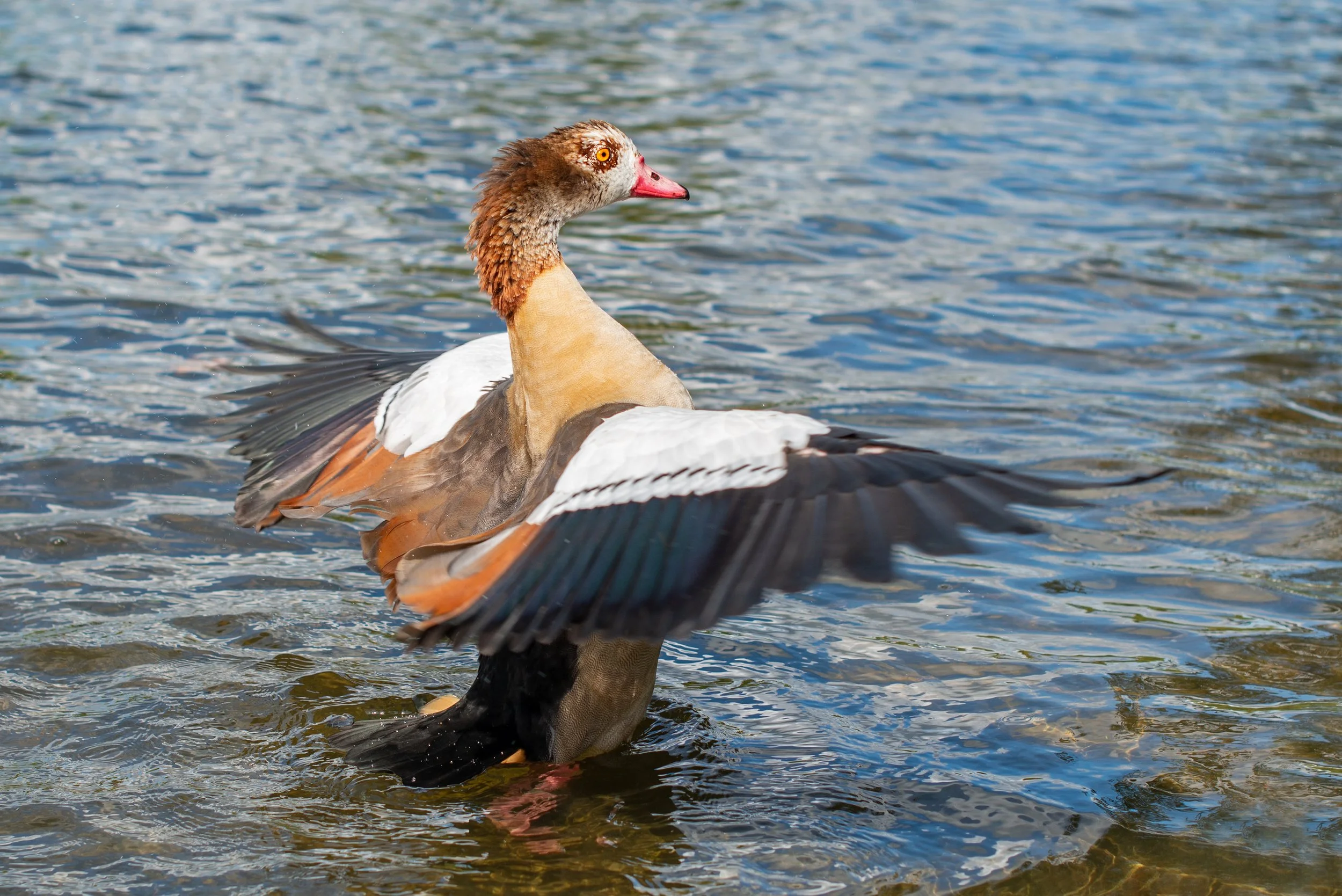 goose2.jpg
