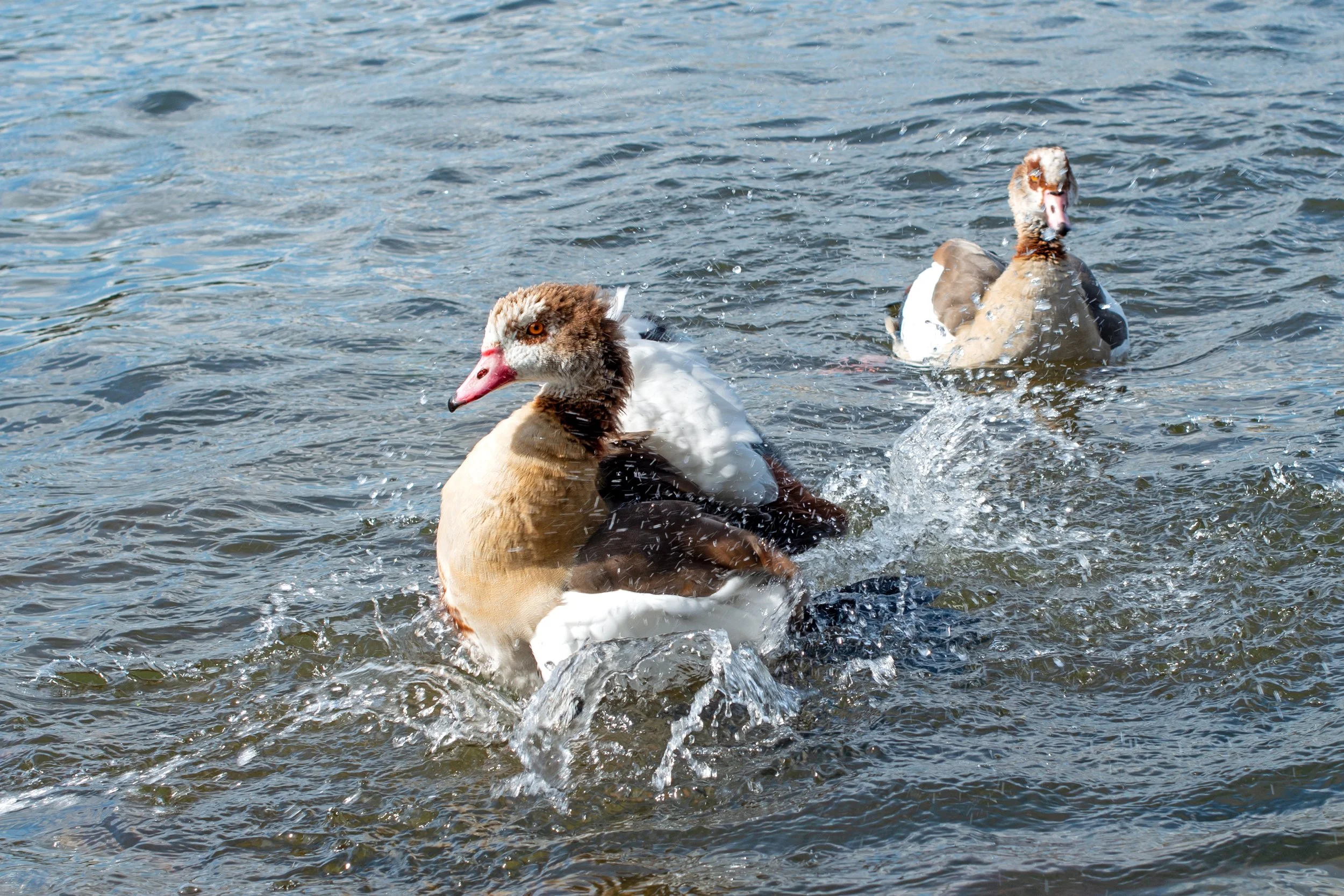 geese3.jpg