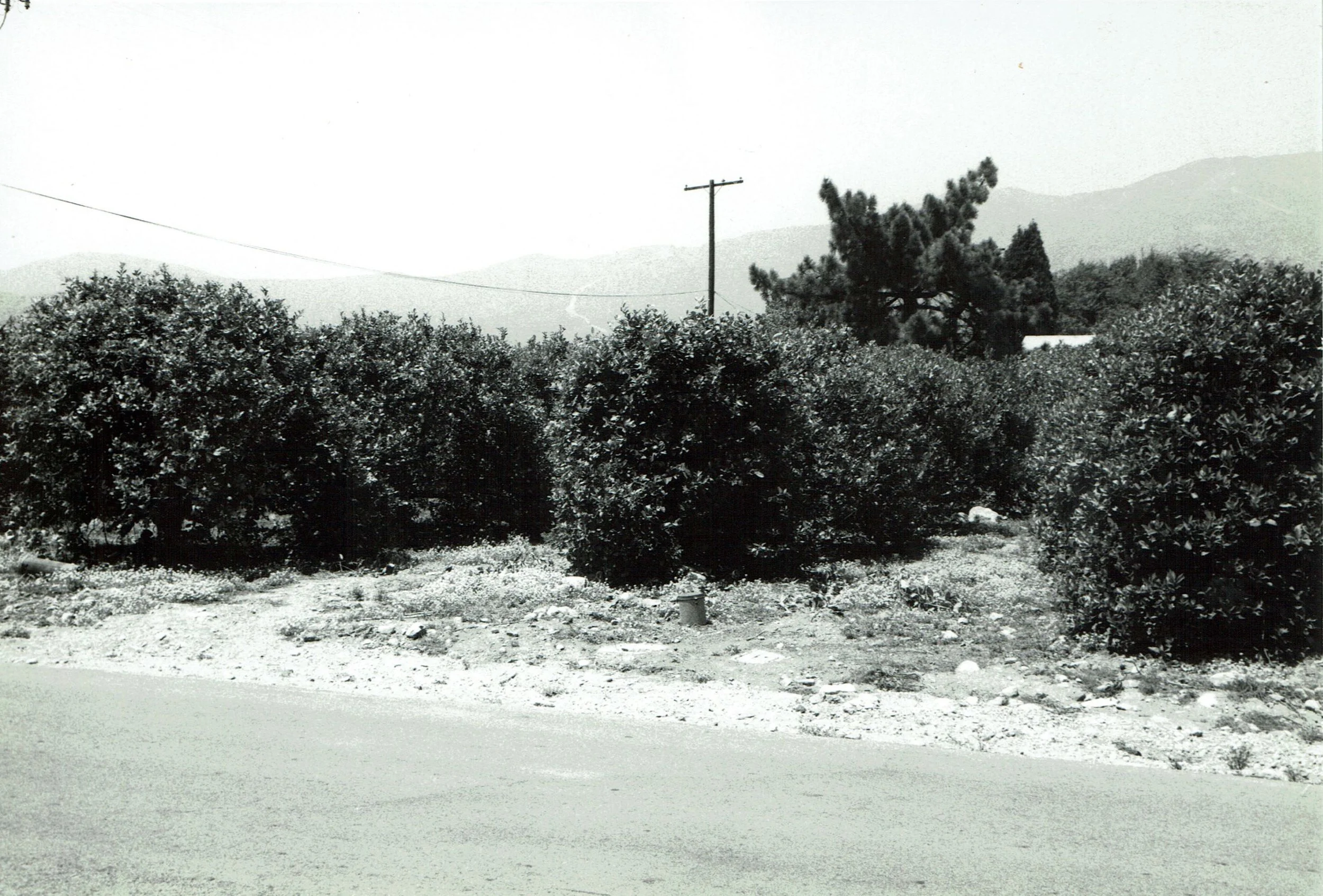A citrus grove North of Baseline Road, near the foothills which led to the theater and where many performers at Padua Hills lived.