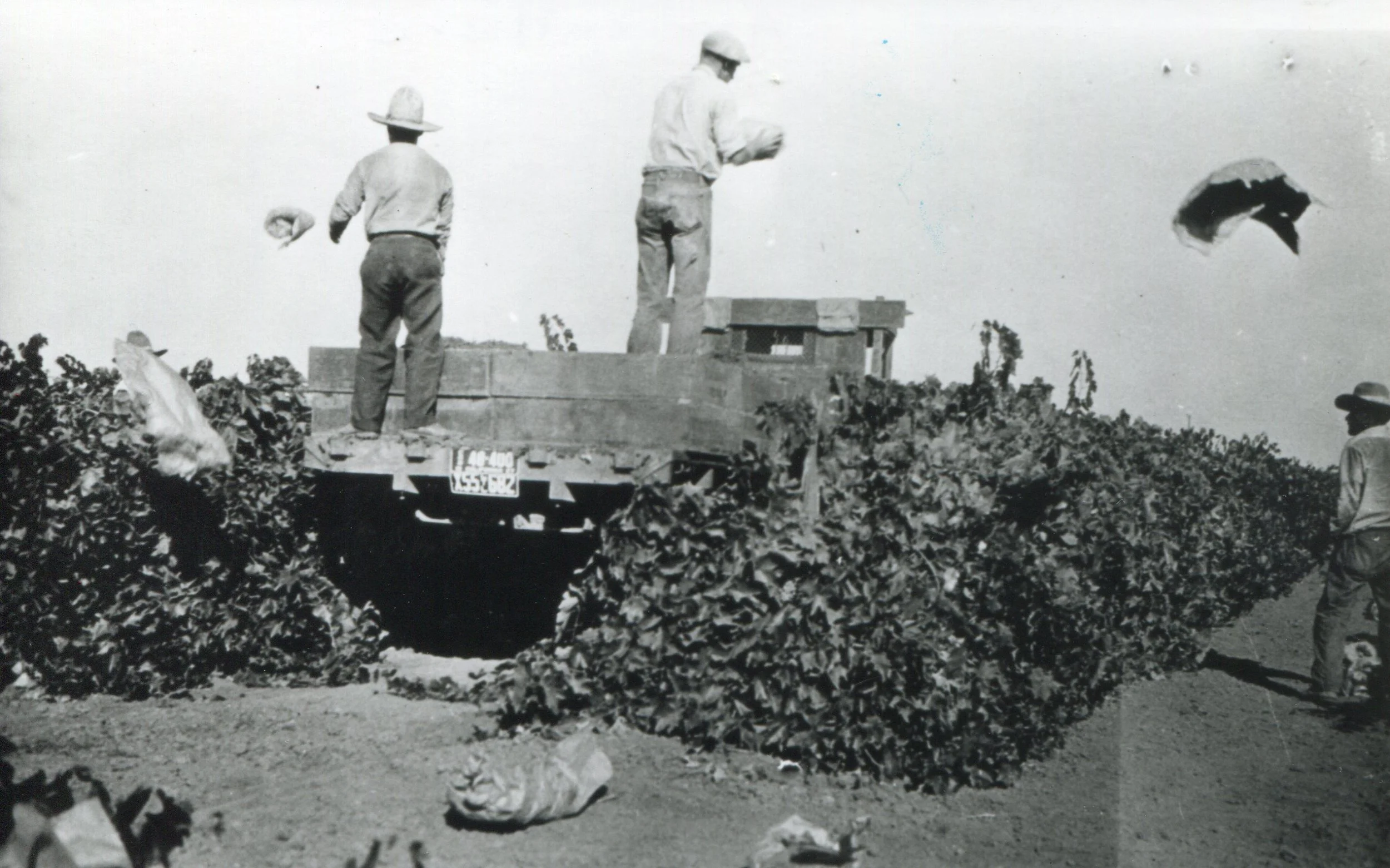 JWright 193 Citrus workers.jpg