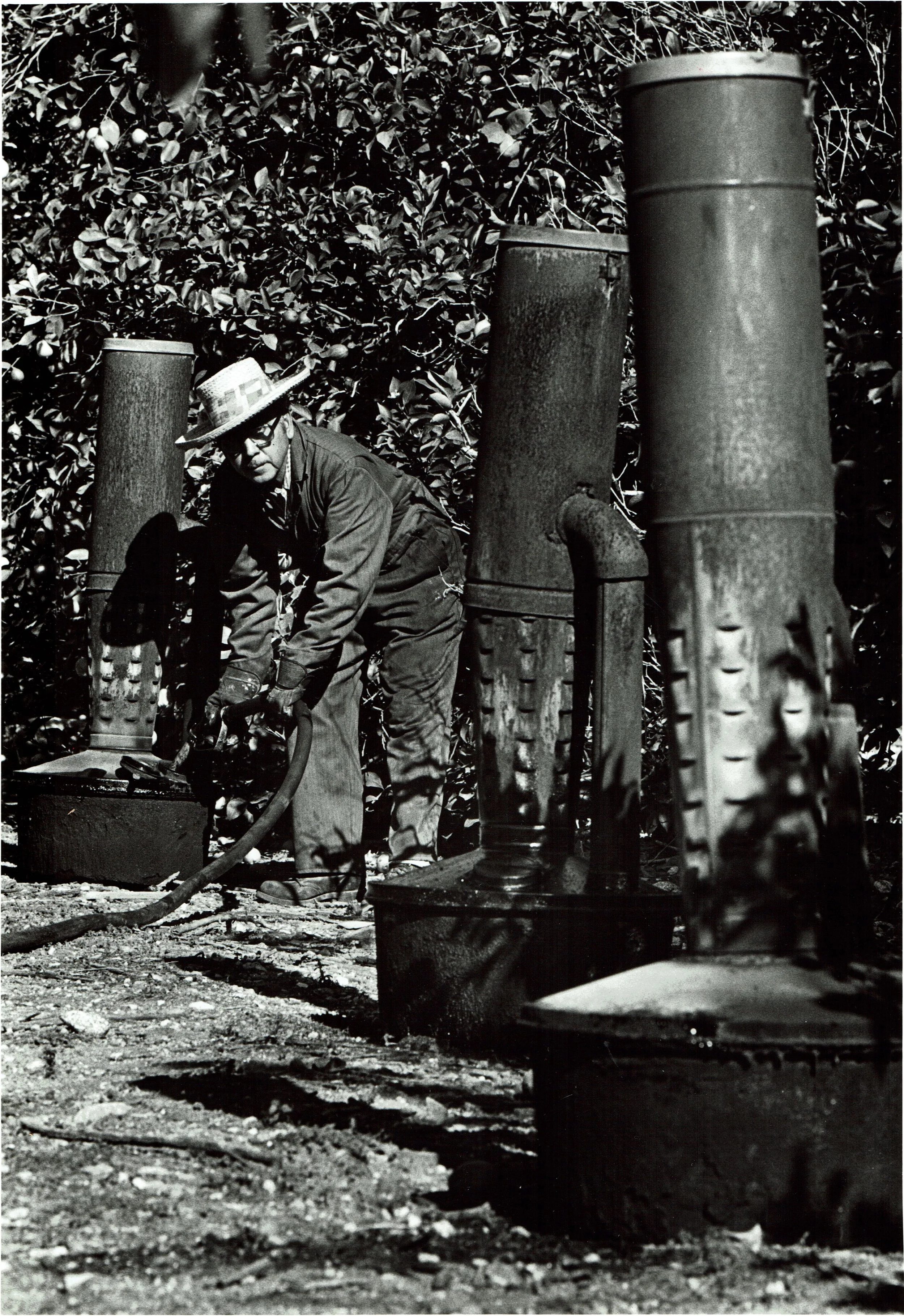 Their father held a third job watering and smudging (pictured above) at the lemon groves in Claremont. 