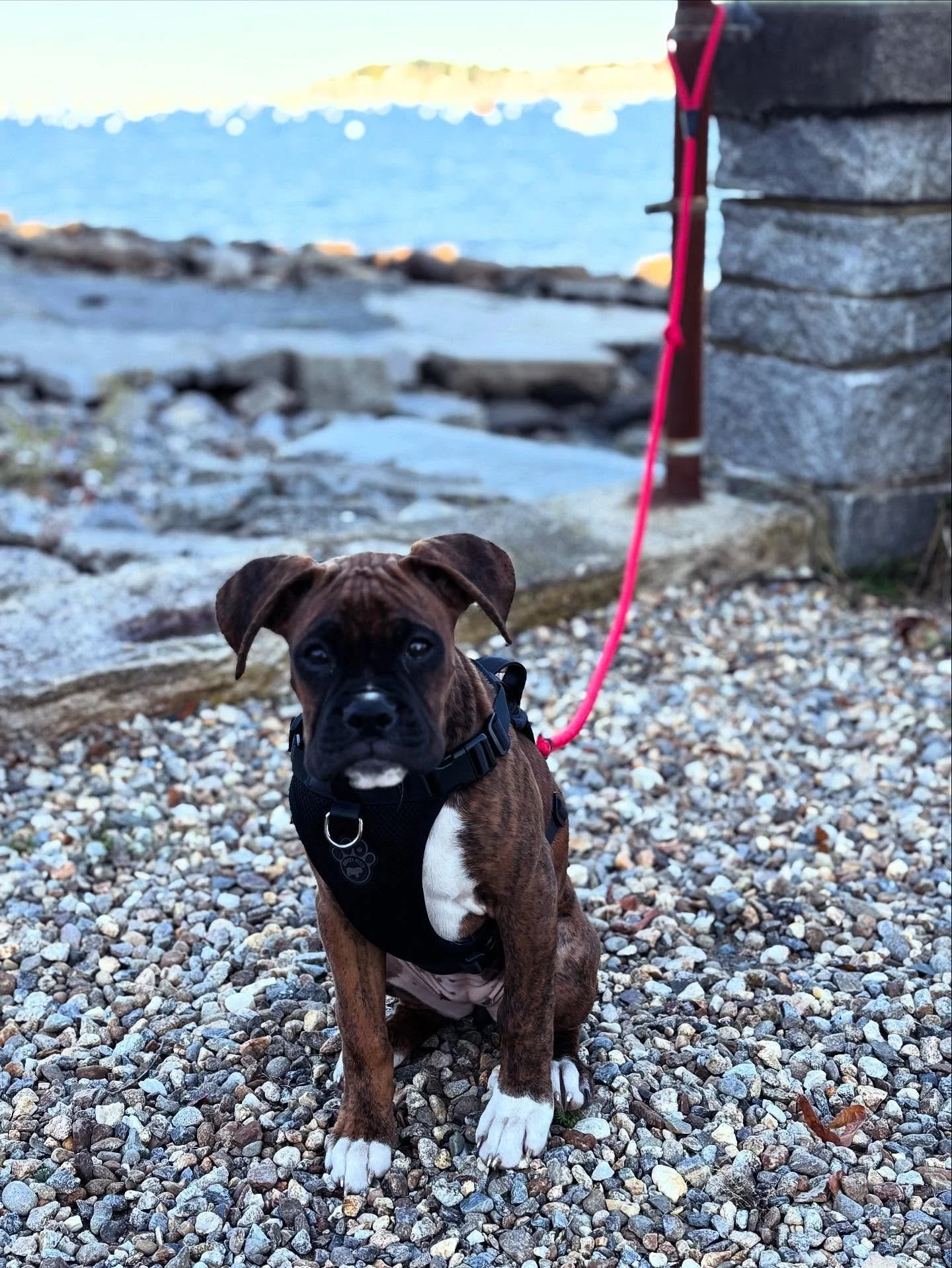The preciousness of this puppy cannot be described in words. Omg. 😍 Babieeeee girl!!!! #lucky #boxer #travelingvettech #salem #massachusetts