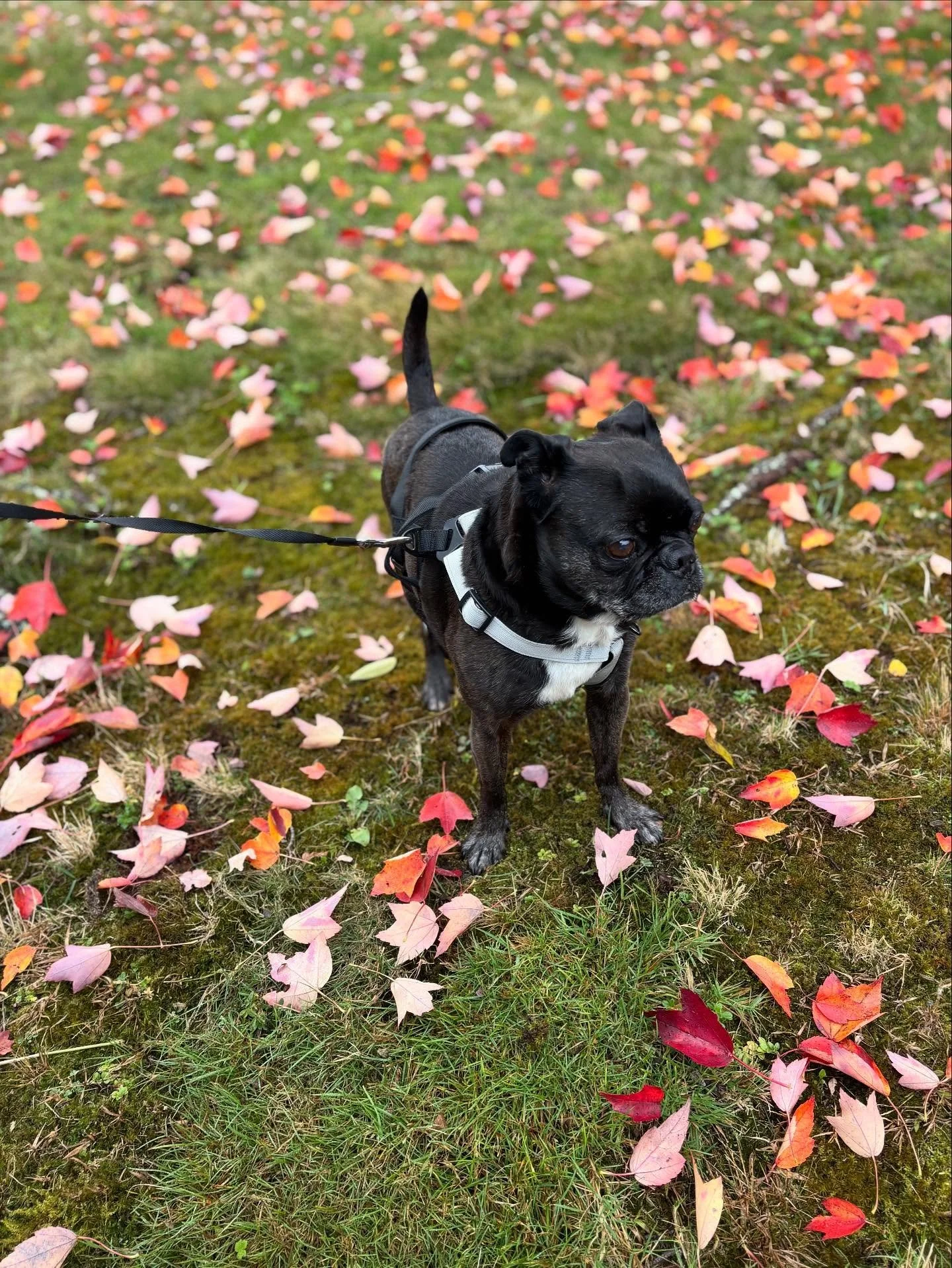 My first pug client!!! Poppy the pug. Special little lady. 🖤🤍 She&rsquo;s salt &amp; pep like Little Sport. 🥹