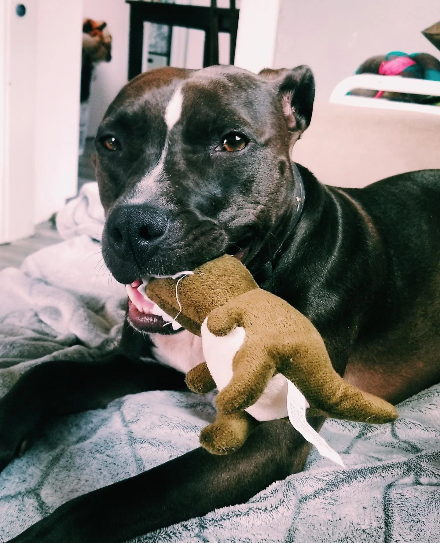 Happy national pet day. 💕🦖