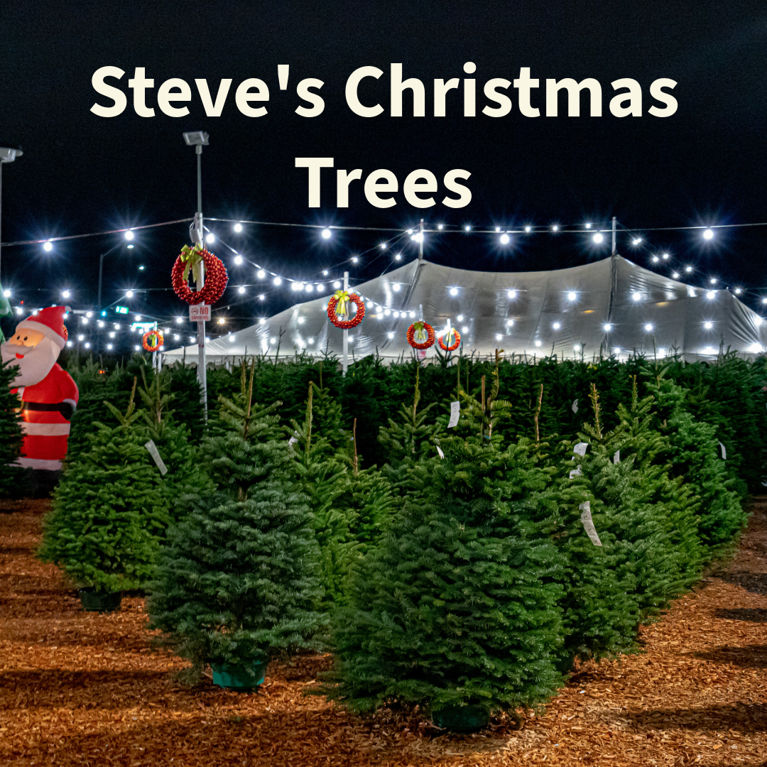 Steve’s Christmas Trees