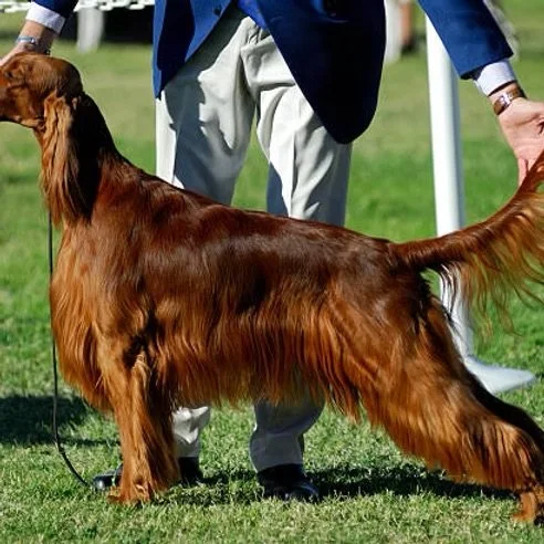 Wine Country Kennel Club Dog Show 2026