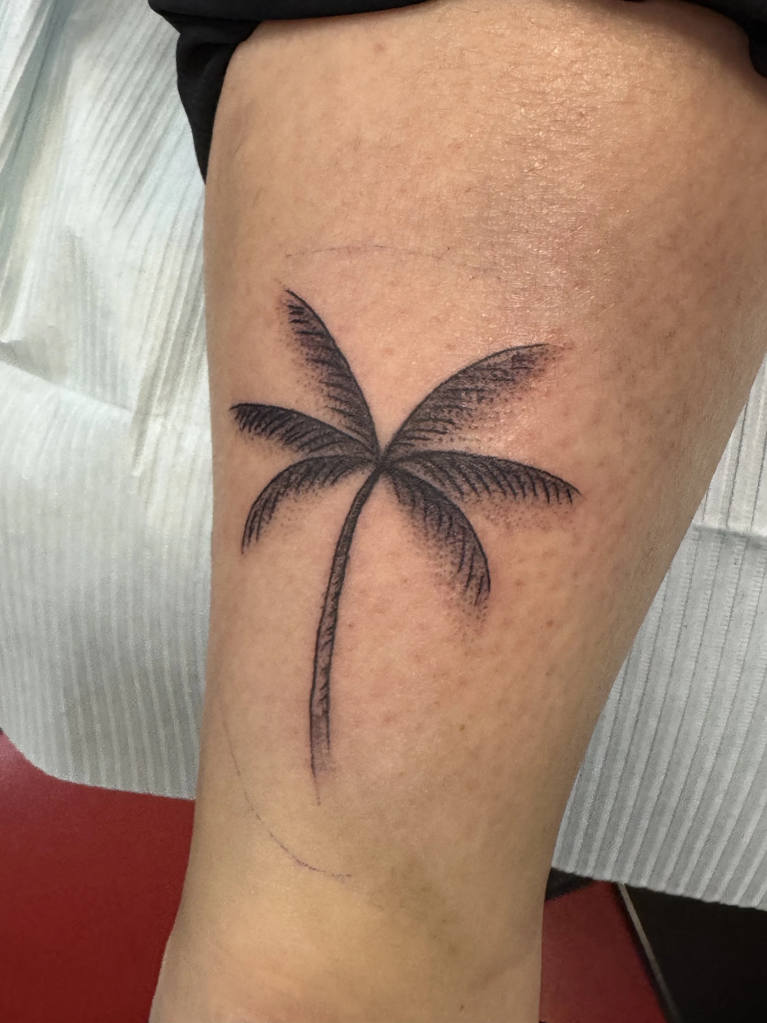 Palm tree