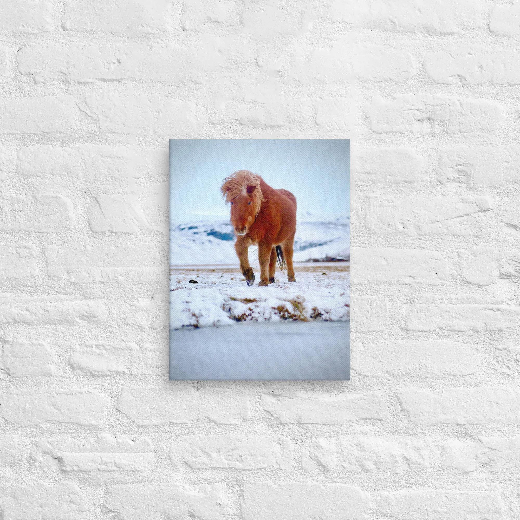 Icelandic Horse in the Southern Mountains on Canvas