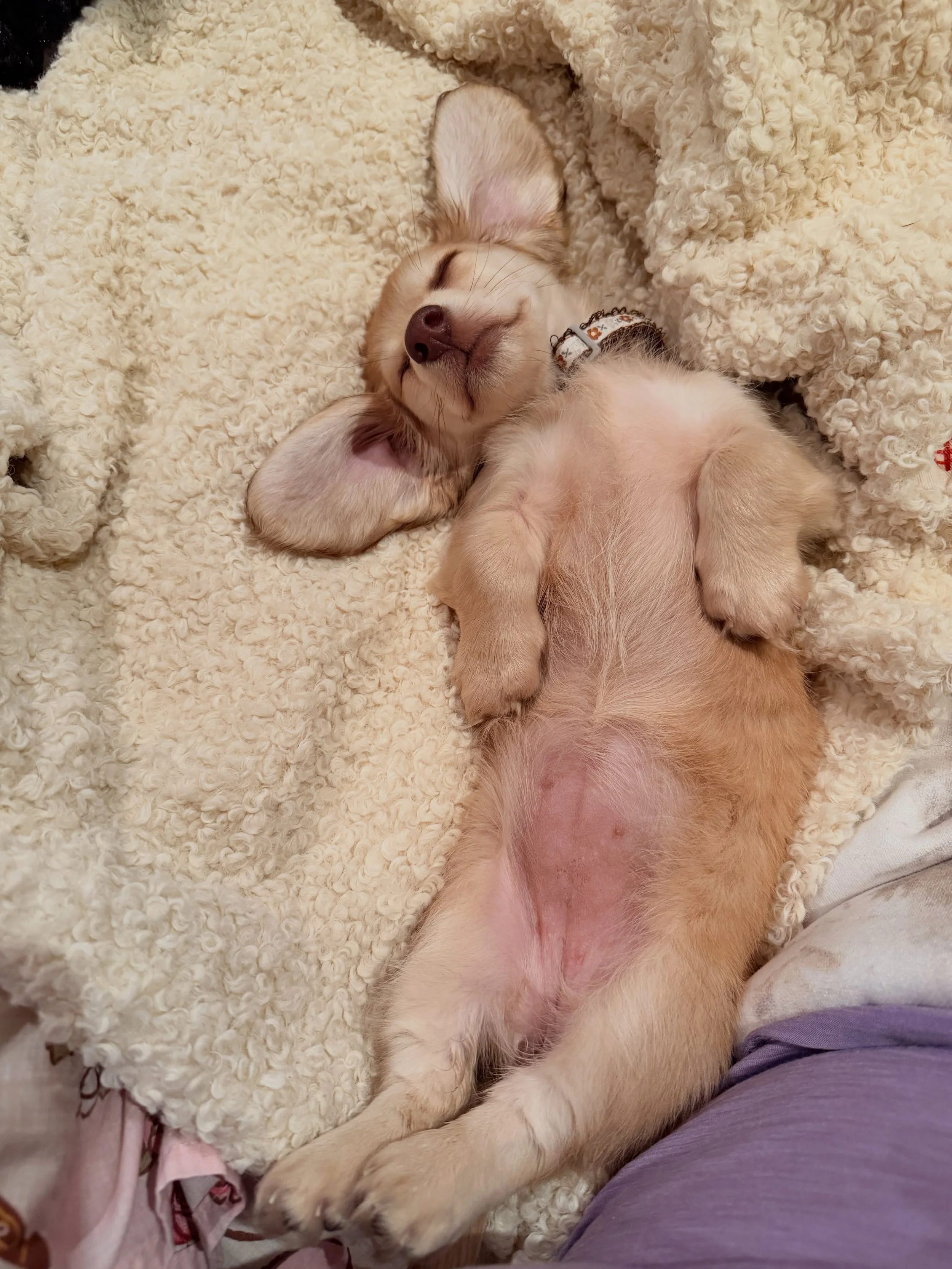 6 weeks of Tulsa Mae, also known as:

Tulsi Snag
Tuls
Tulsi
Snaglet
Super snag
Snaggie
Silly Sausage
Snagalicious
Snagadoucious
Snagbag
Shitbag Snag

🐶 You think your kibble is an optional extra

🐶 You believe doing a 💩 outside is gods work and de