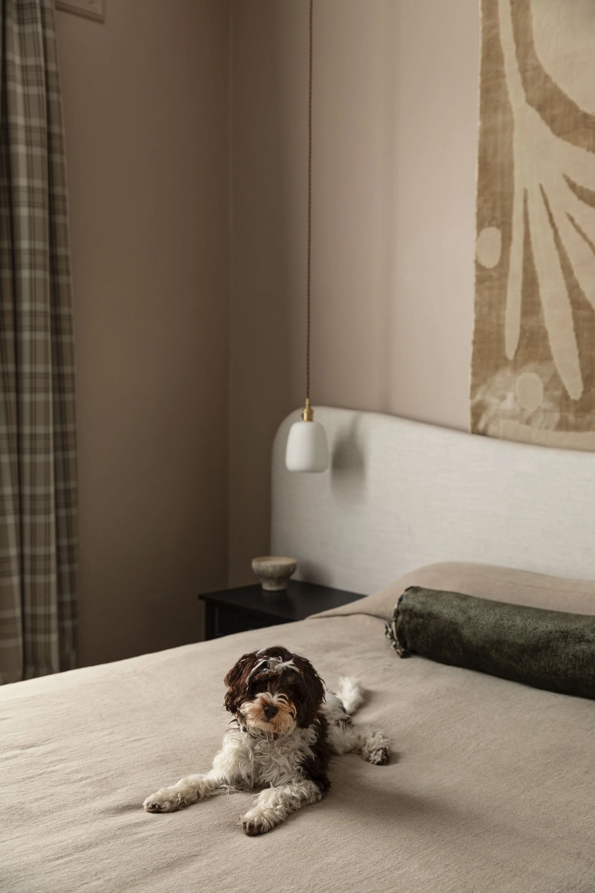 A small brown and white puppy lying on a bed in a bedroom with beige and earth tones, next to a rolled-up blanket or pillow.