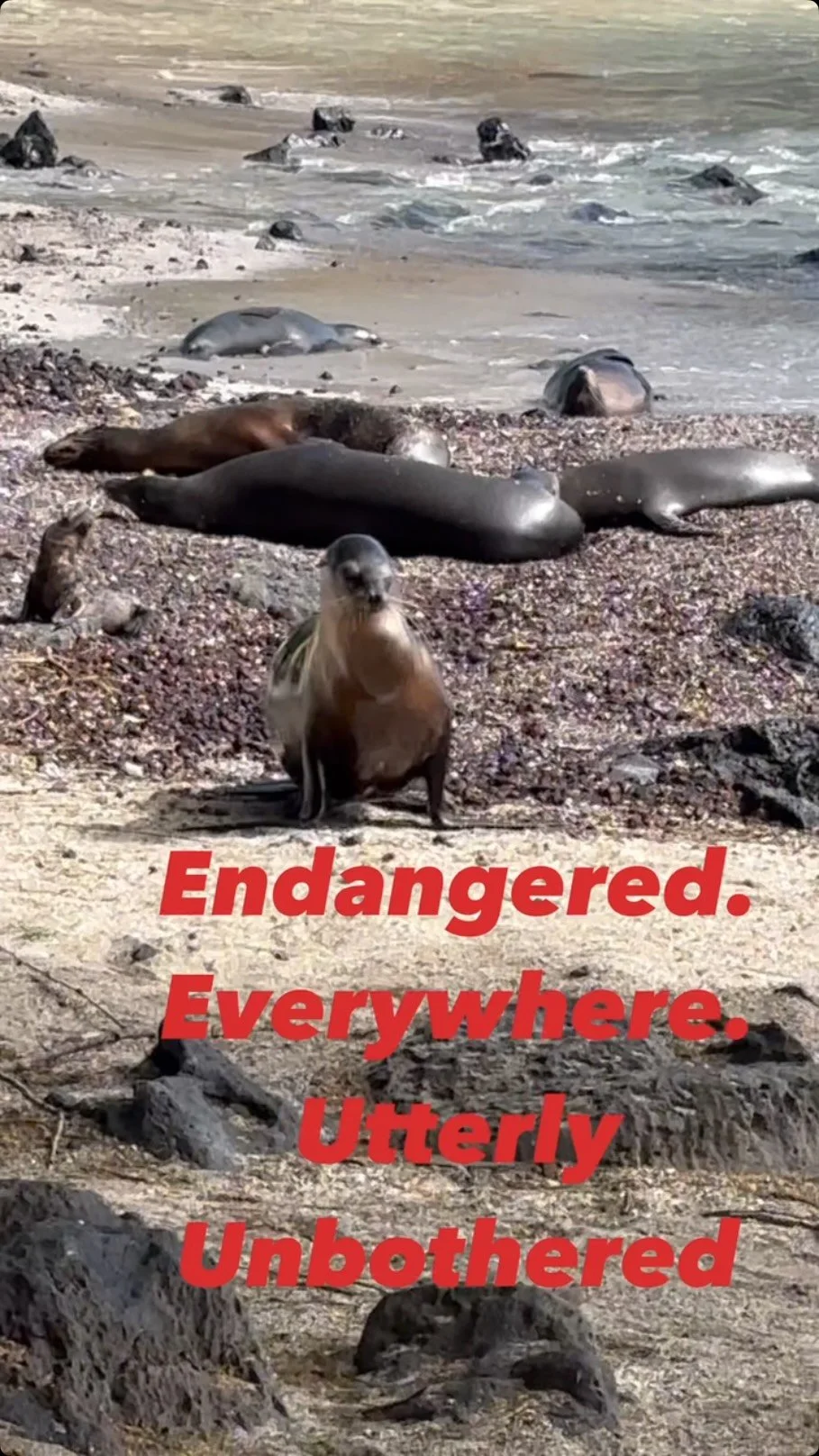 Endangered. Everywhere. Utterly Unbothered