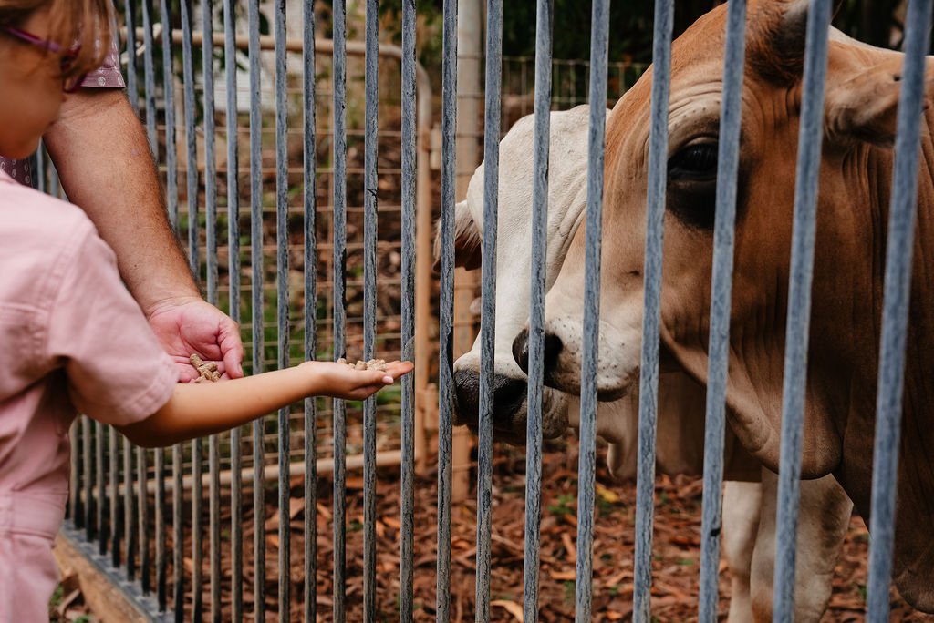 A young girl in a pink shirt extends her hand with food towards a cow behind metal bars at a farm or zoo.