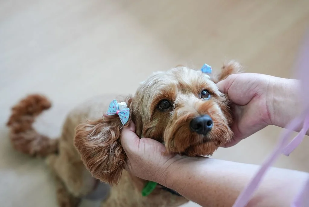 A small brown dog with blue bows on its ears being gently held and petted by a person.