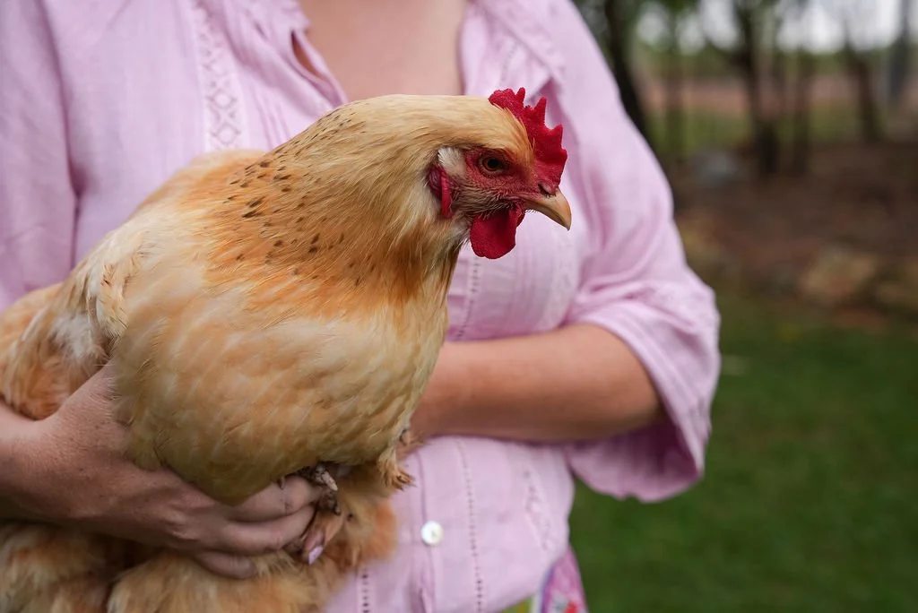 Person holding a light brown chicken outdoors, with trees and grass in the background.