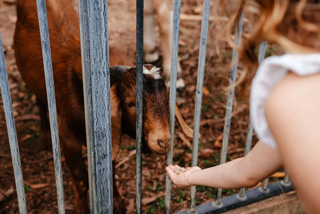 A young girl extending her hand with some grains towards a small brown goat behind a metal fence.