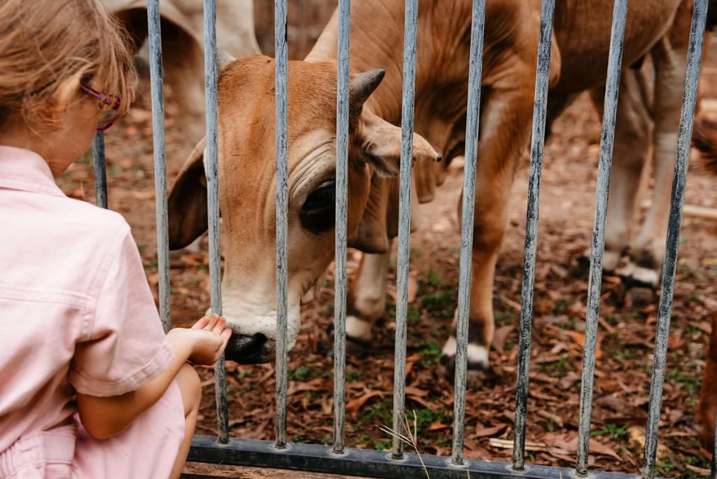 A young girl touching a cow through metal bars at a farm or petting zoo.