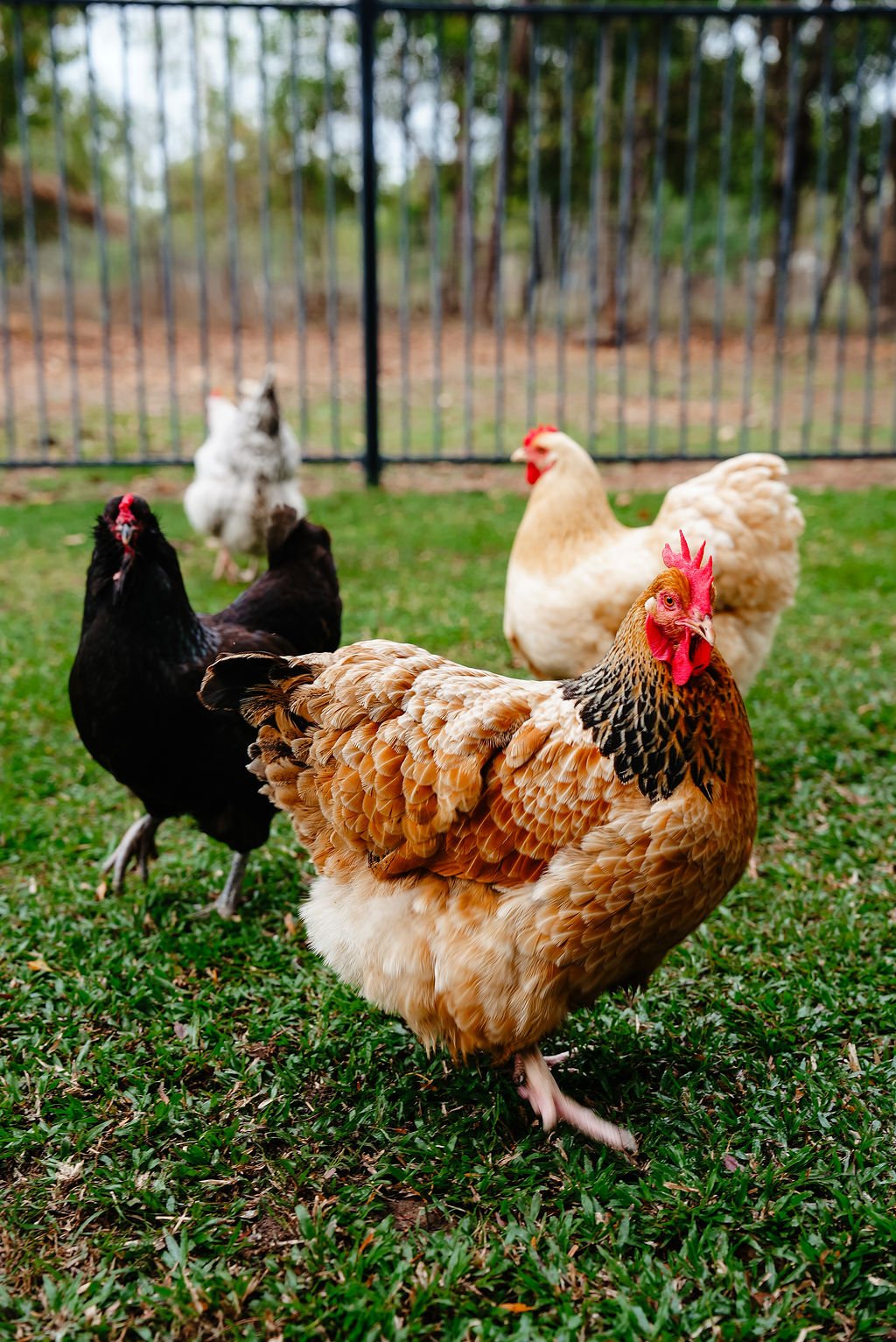Group of five chickens and two roosters in a grassy area enclosed by a black metal fence, with trees in the background.