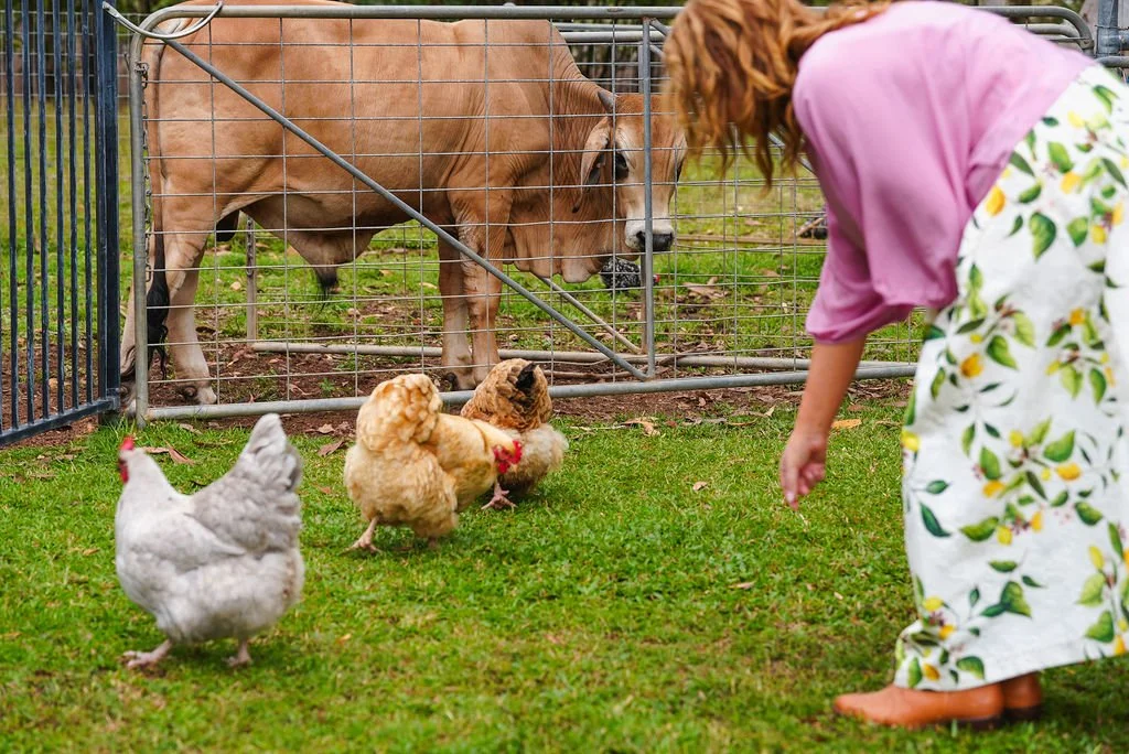 A woman in a pink shirt and lemon-print skirt observes chickens outside a cow enclosure. The chickens include a white hen and three fluffy brown chicks, while the cow is behind a metal fence.