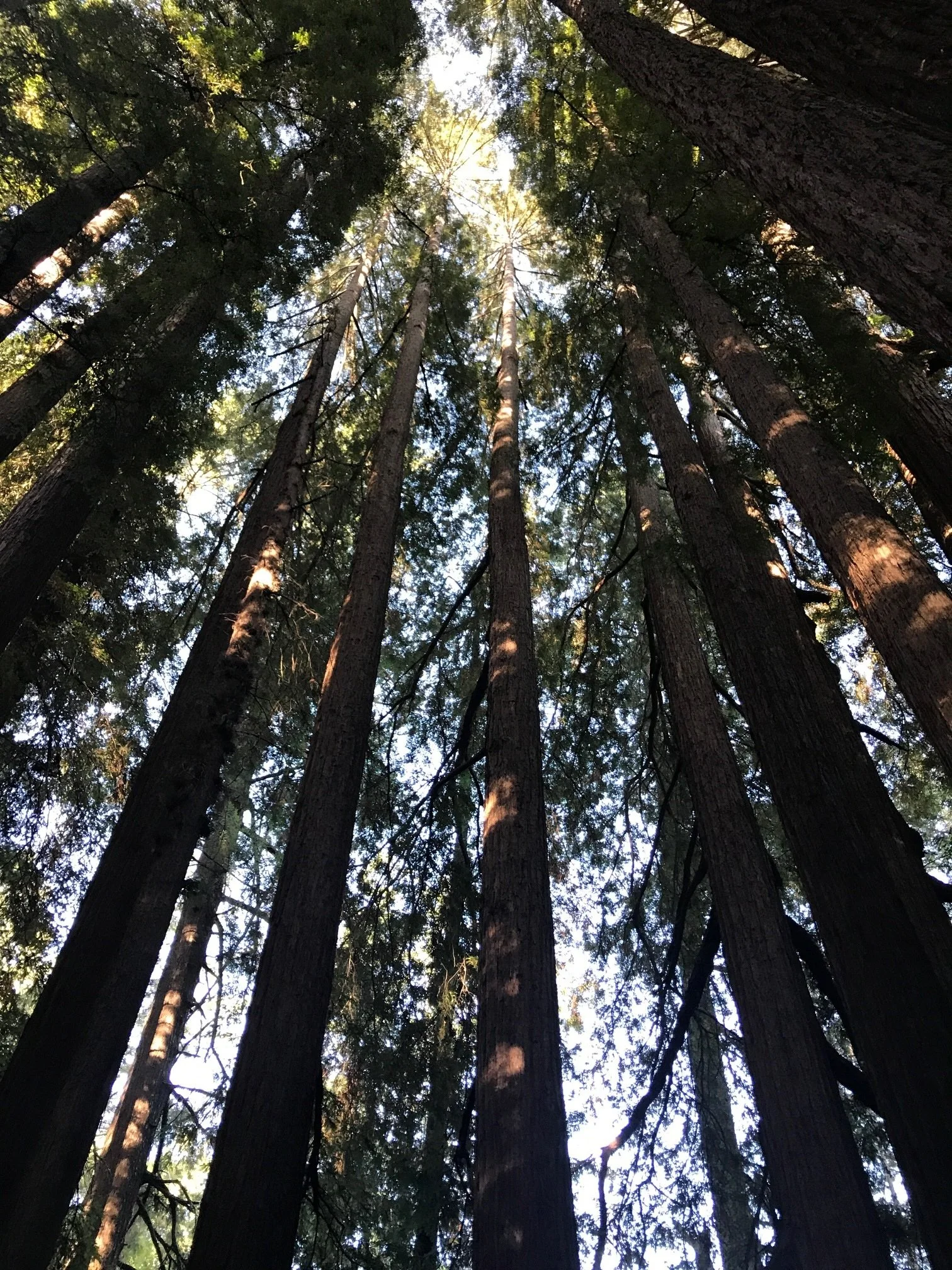 Looking up through tall redwood trees in a forest, with sunlight filtering through the leaves and branches.