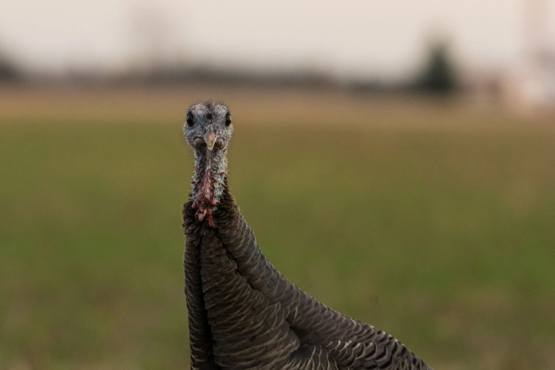wildturkeys-9.jpg