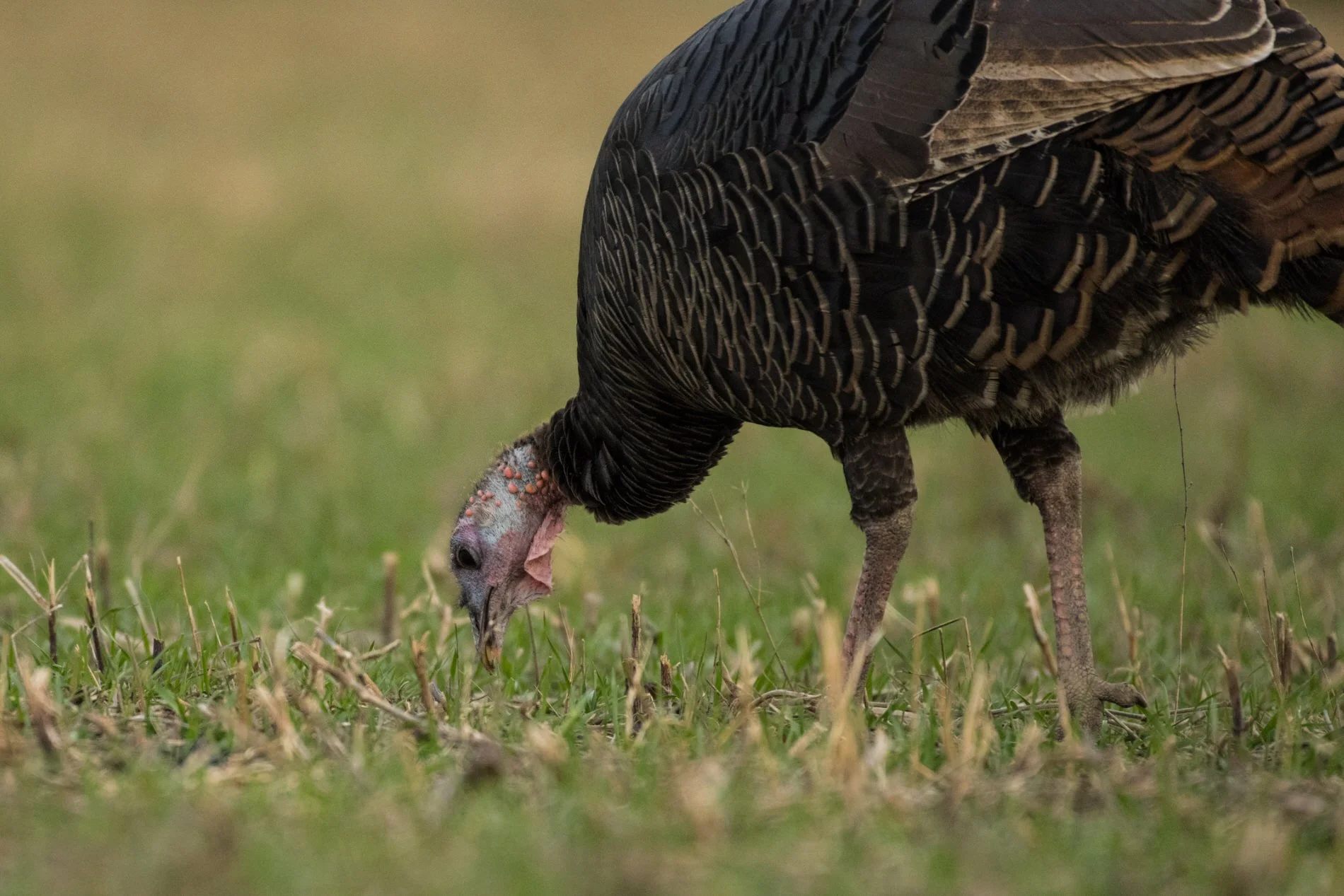 wildturkeys-14.jpg