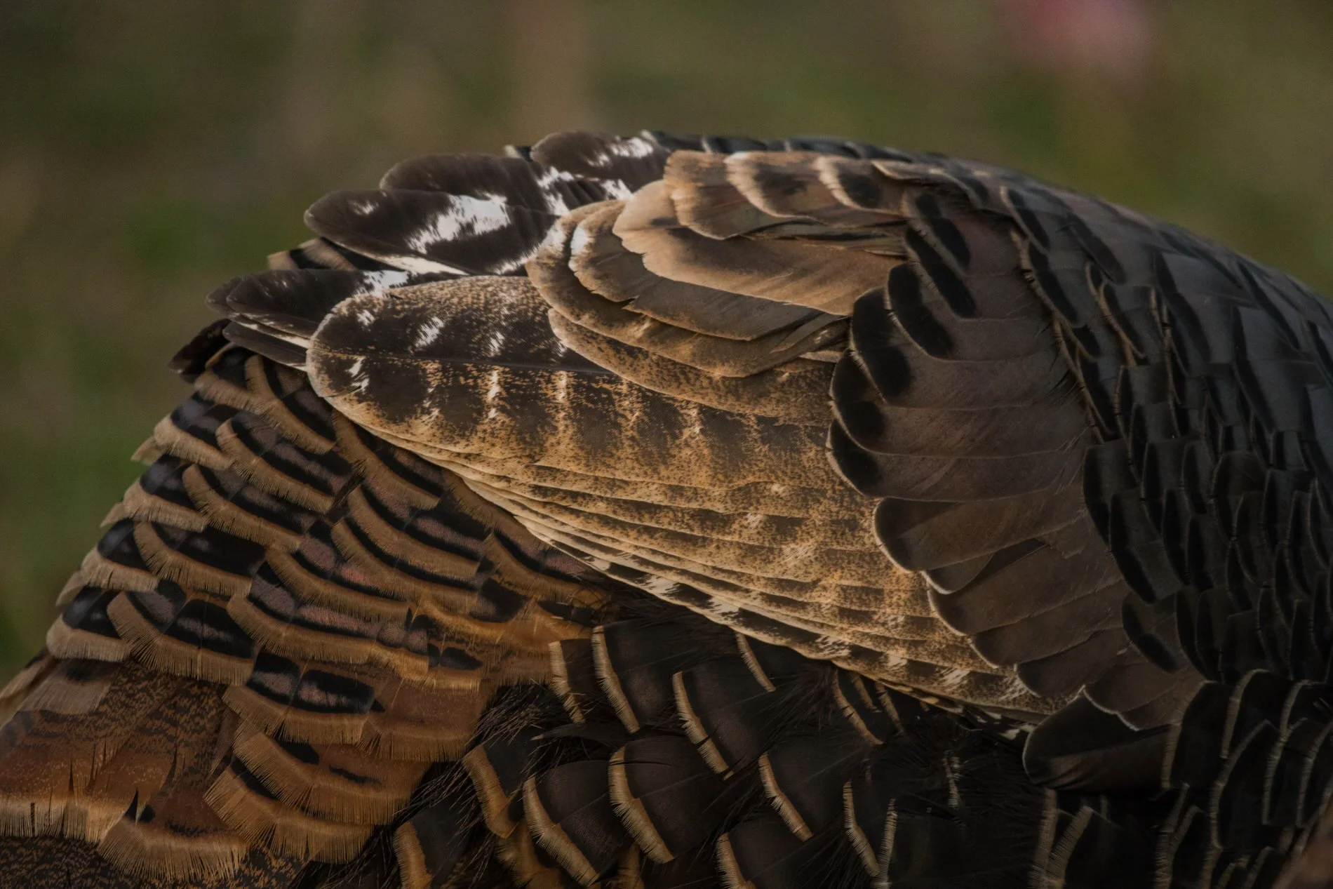 wildturkeys-7.jpg