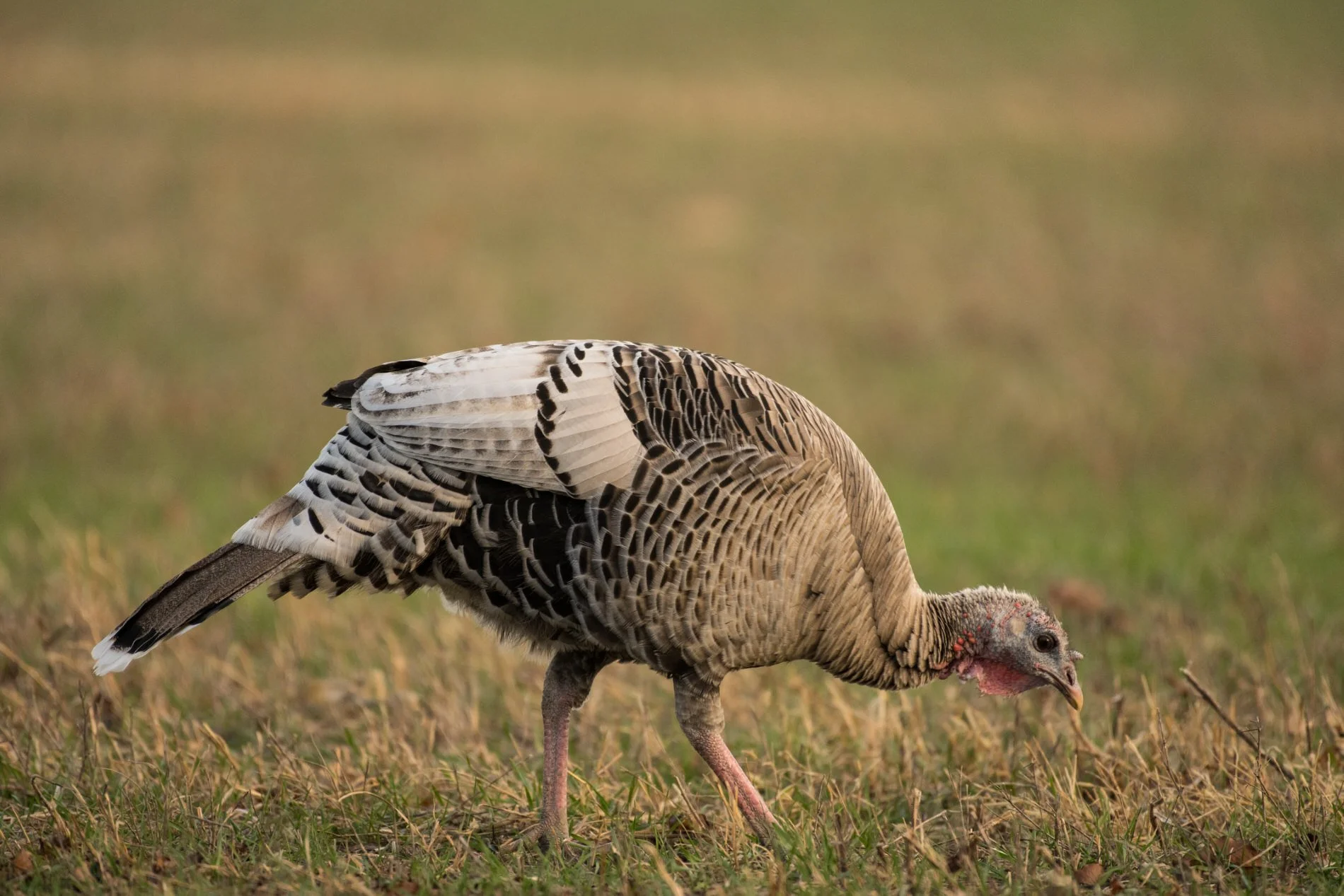 wildturkeys-4.jpg