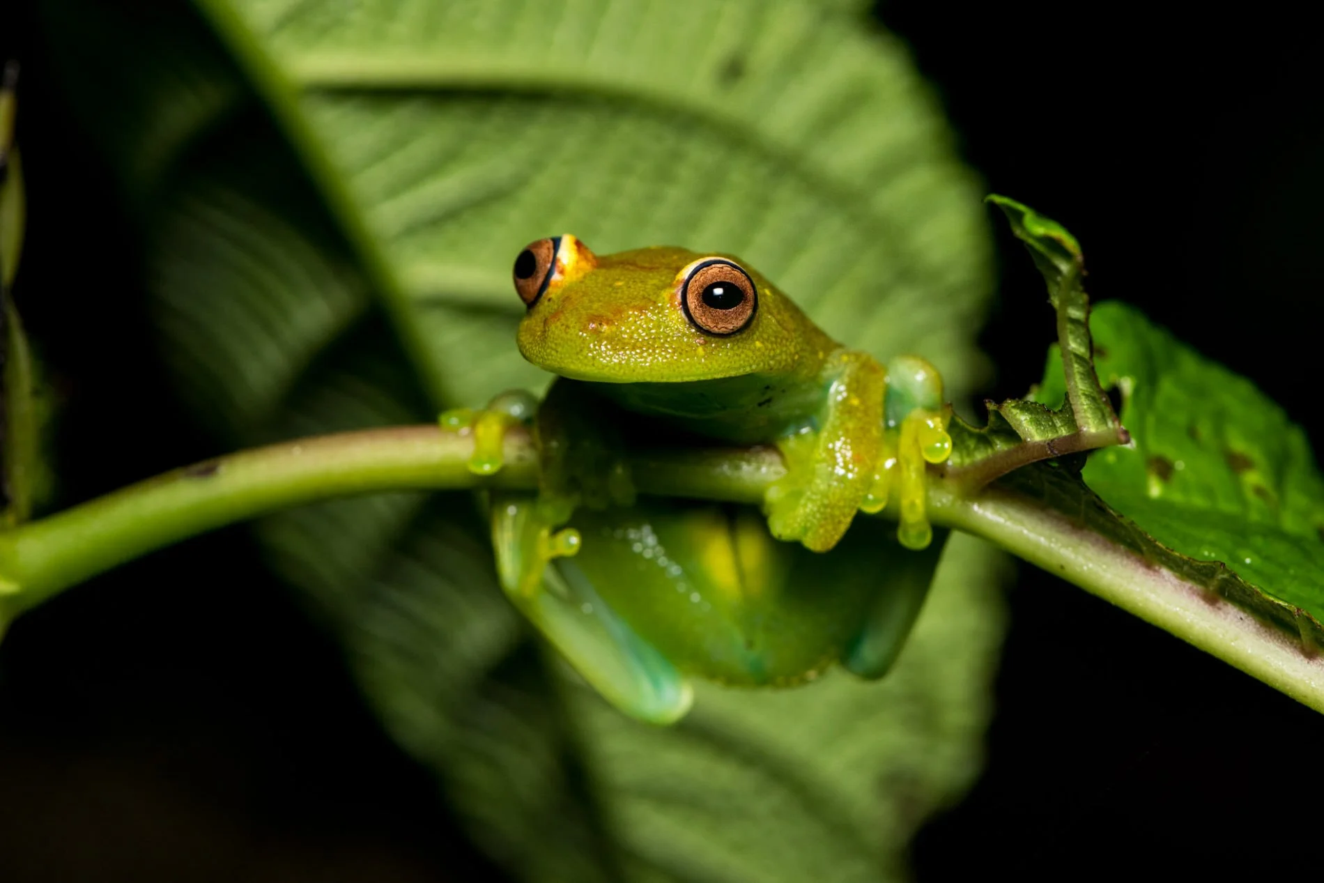 Eco-Tourism and the Amazon