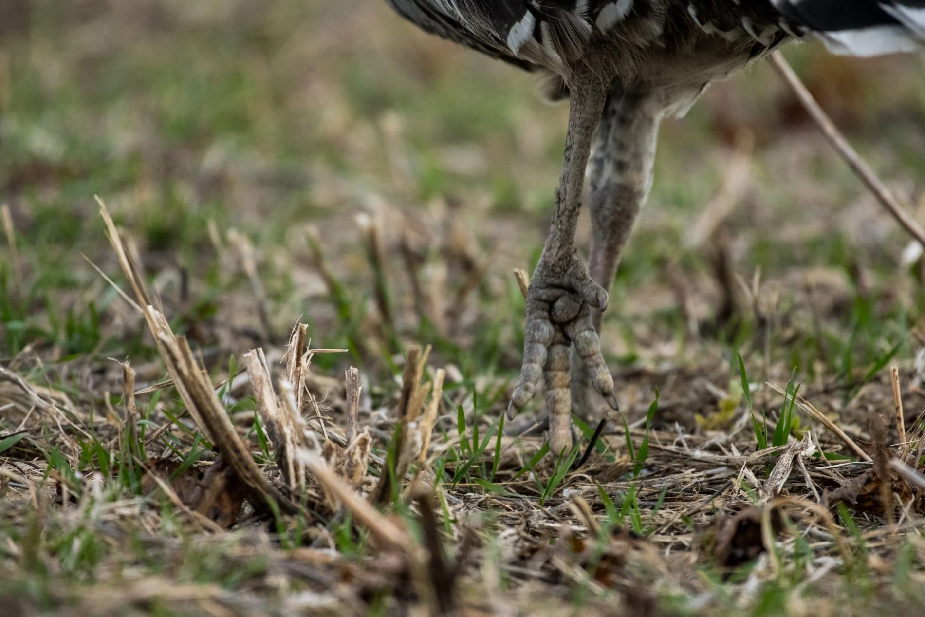 wildturkeys-13.jpg