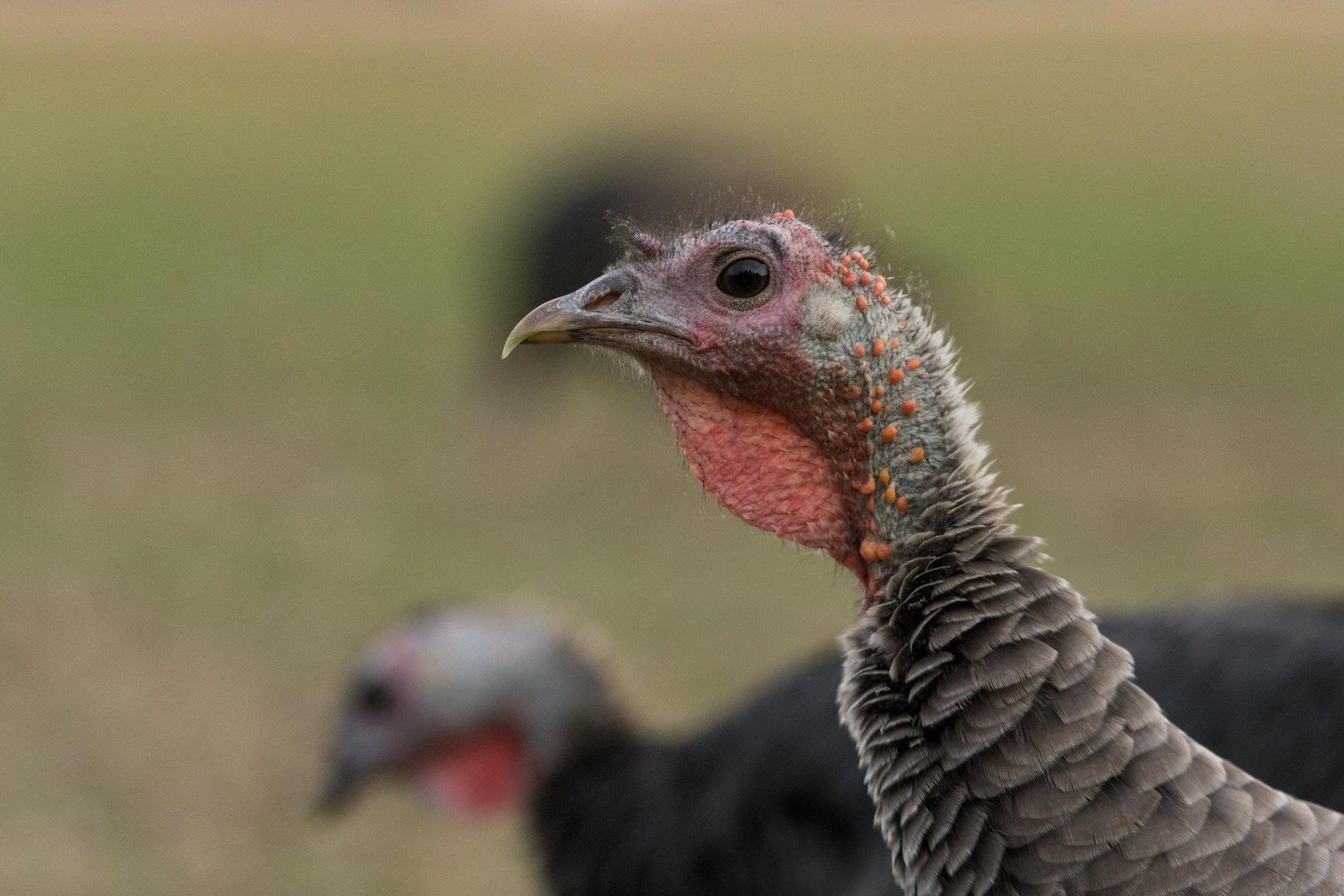 wildturkeys-11.jpg