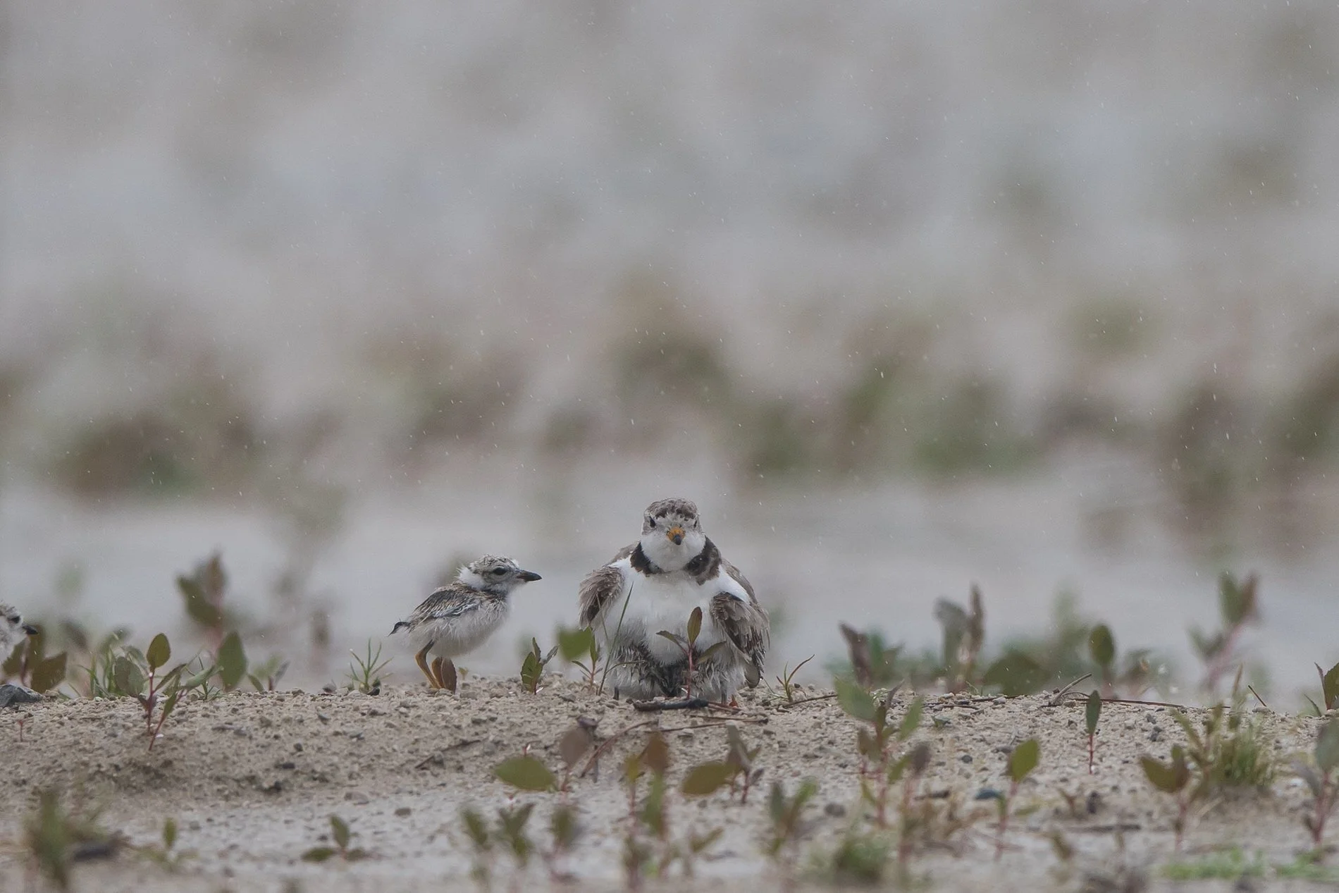 plover wpow-7.jpg