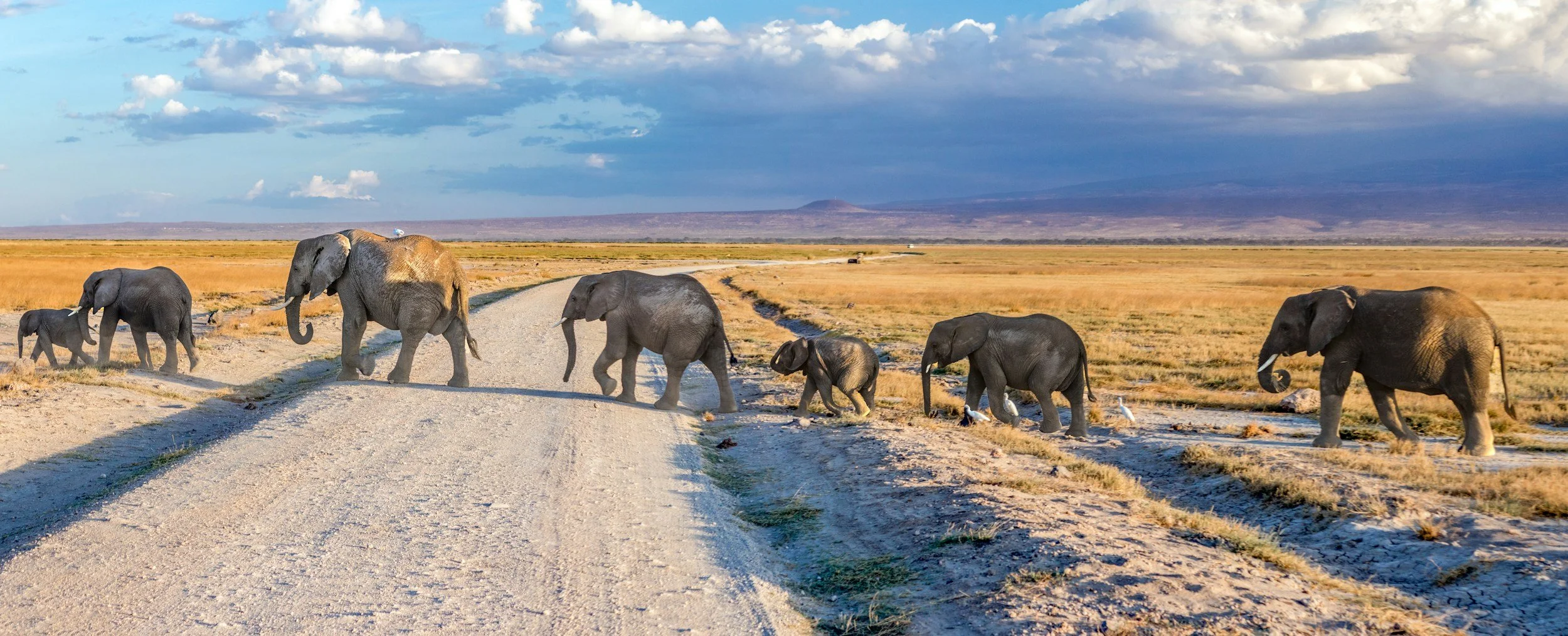 Herd of elephants in a African Safari walking along a dirt road in a flat grassland with mountains in the background under a partly cloudy sky.