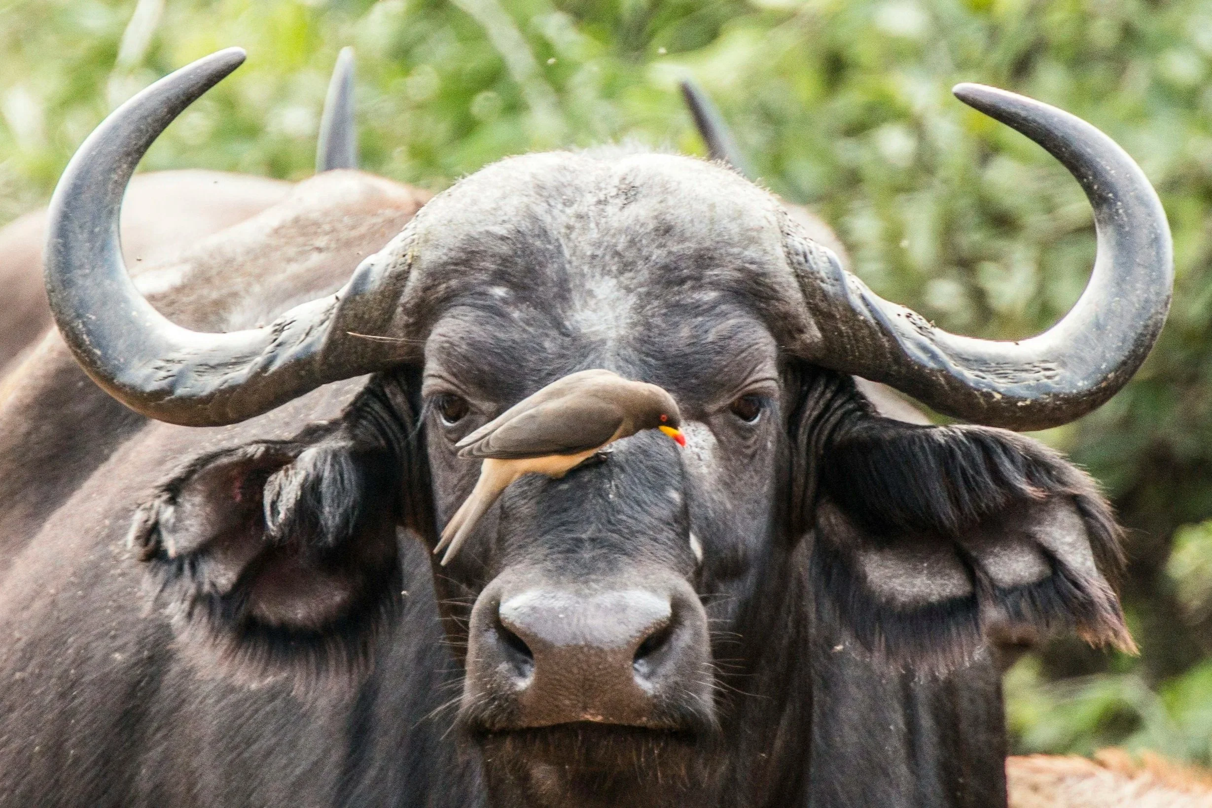 A large buffalo with dark fur and prominent curved horns, with a bird perched on its nose.