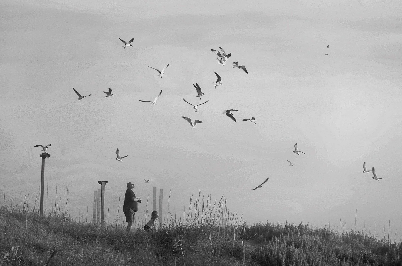 A Dance With Doves.JPG