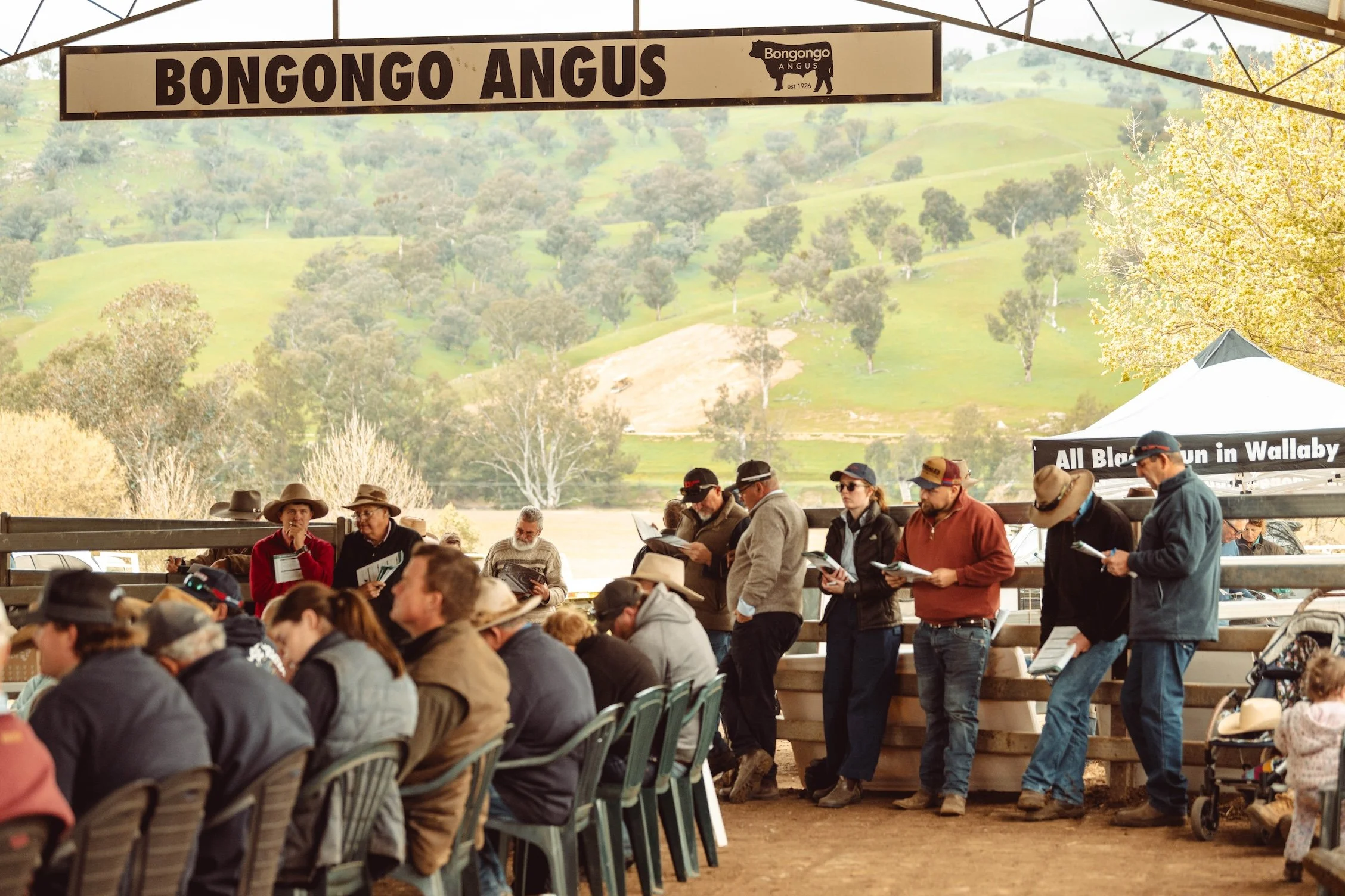 Bongongo25-2281.JPG