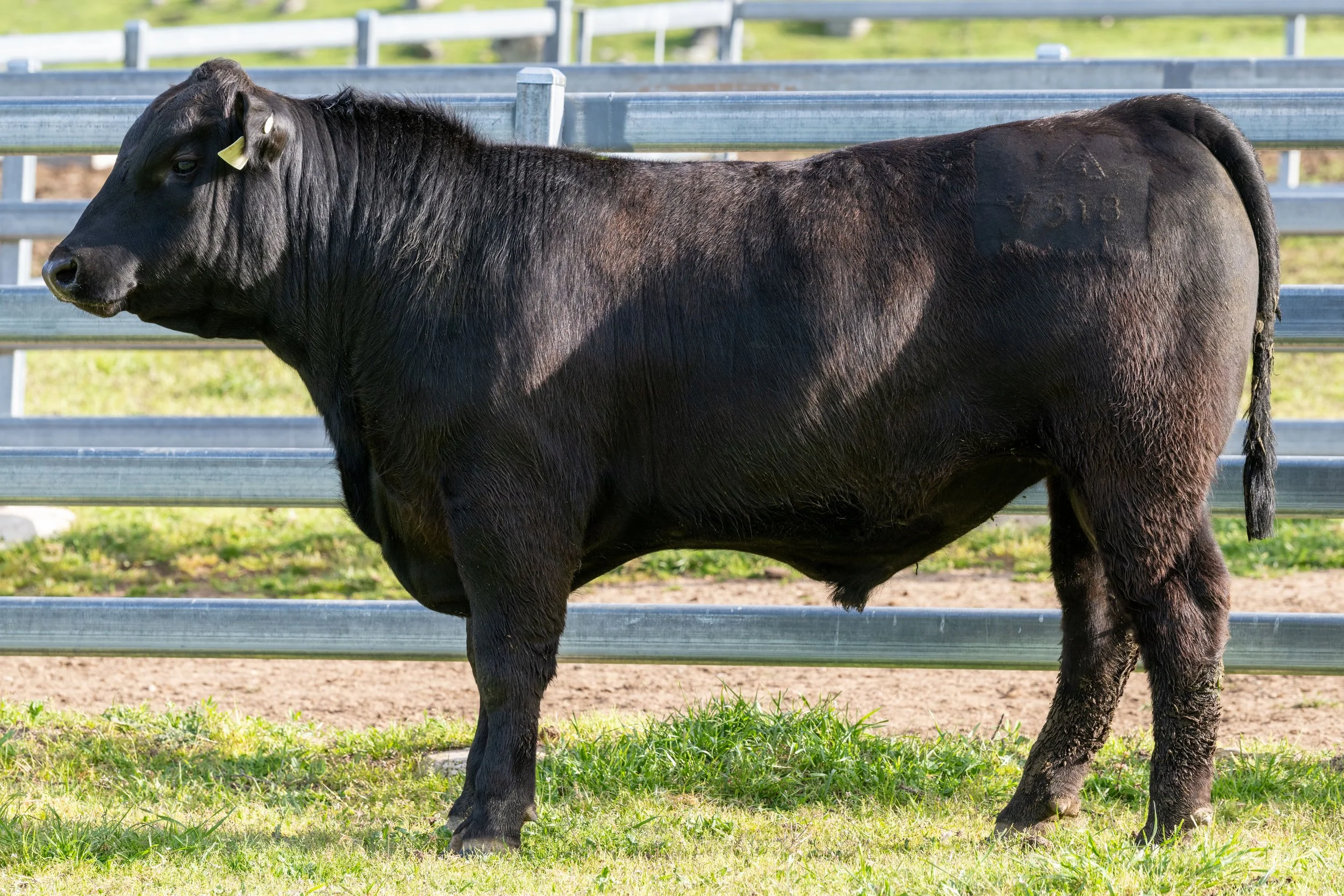 A black cow standing outdoors on grass near a metal fence, with a green field in the background.