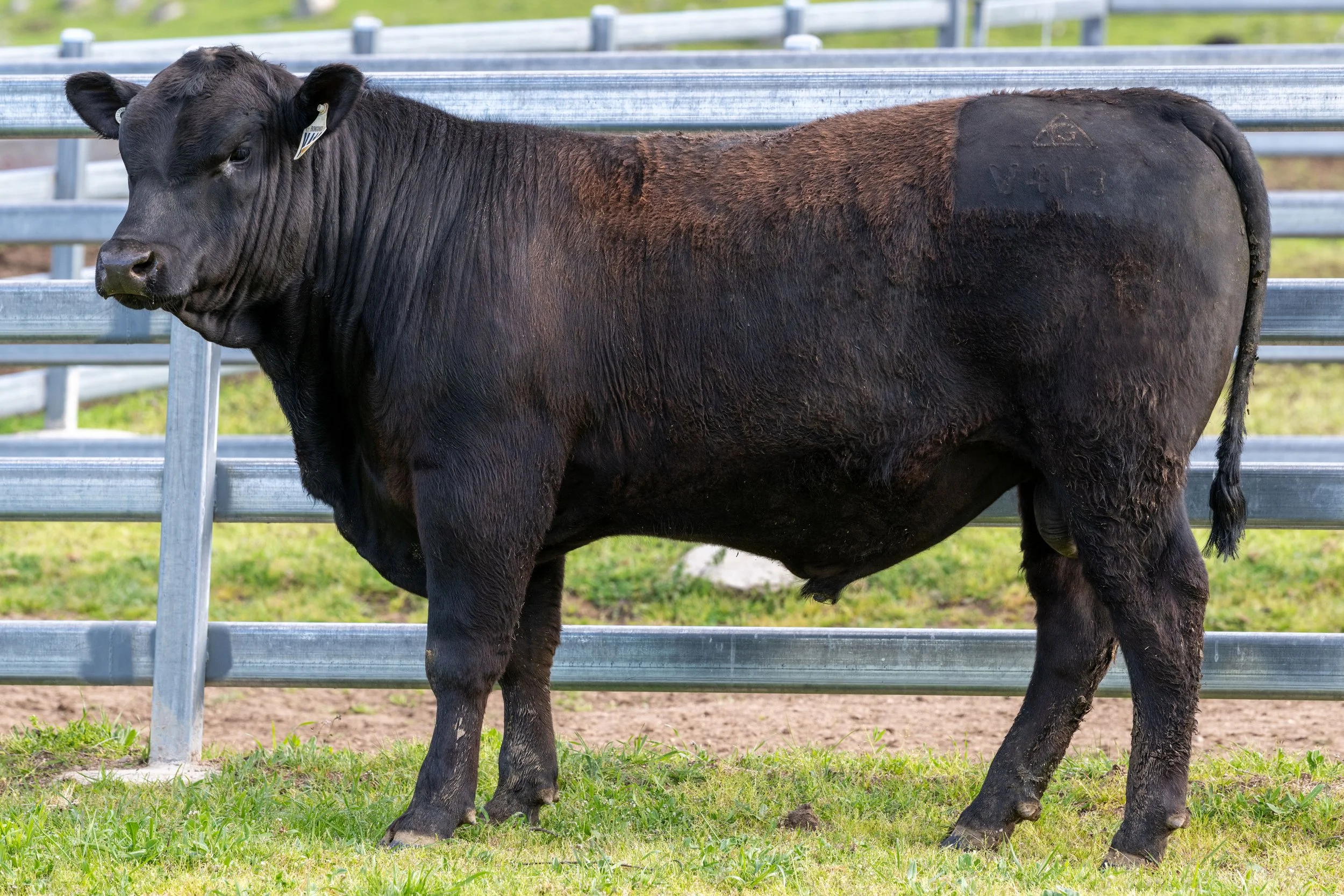 Black calf standing on grass next to metal fence on farm, facing left