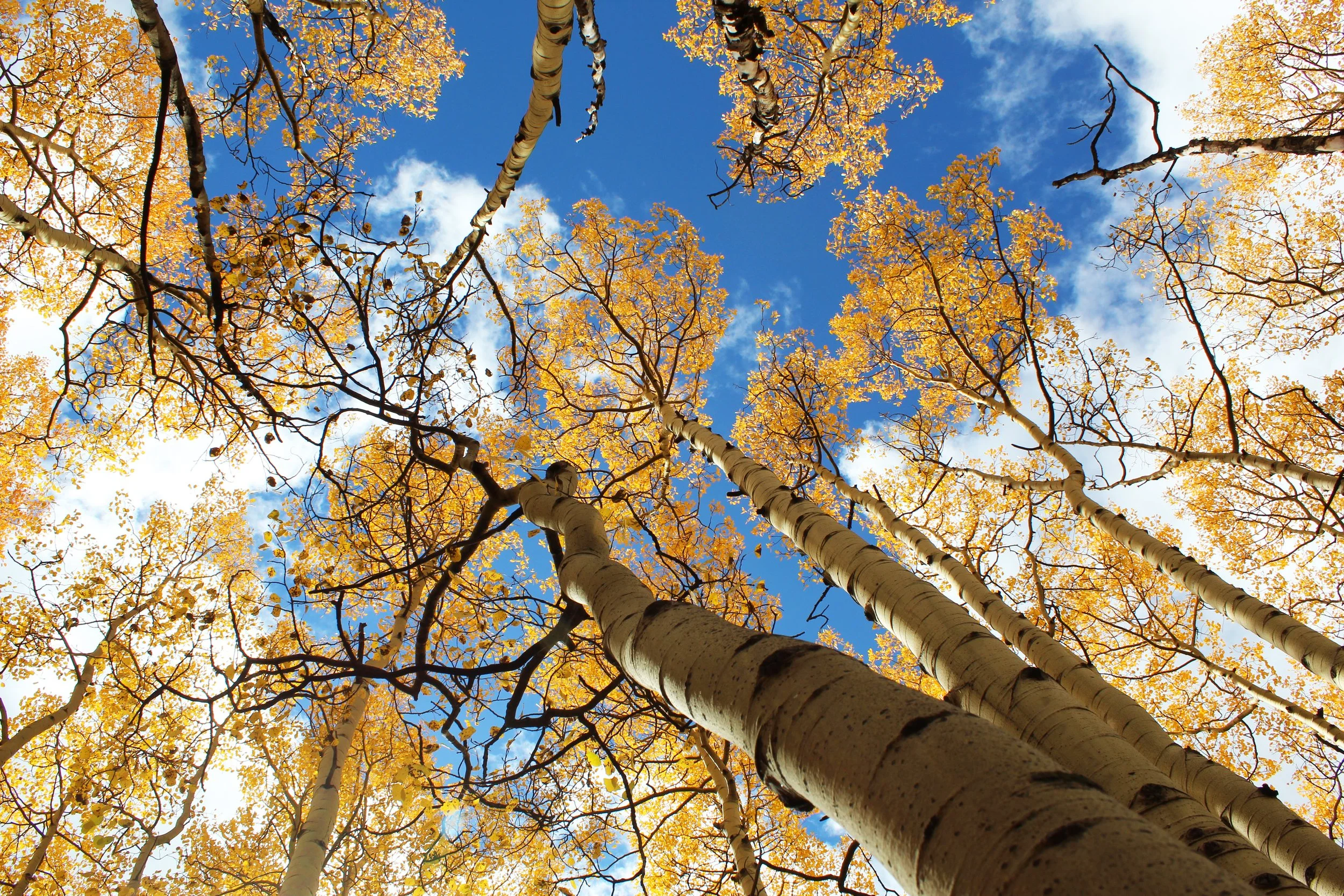 uptheaspens.jpg