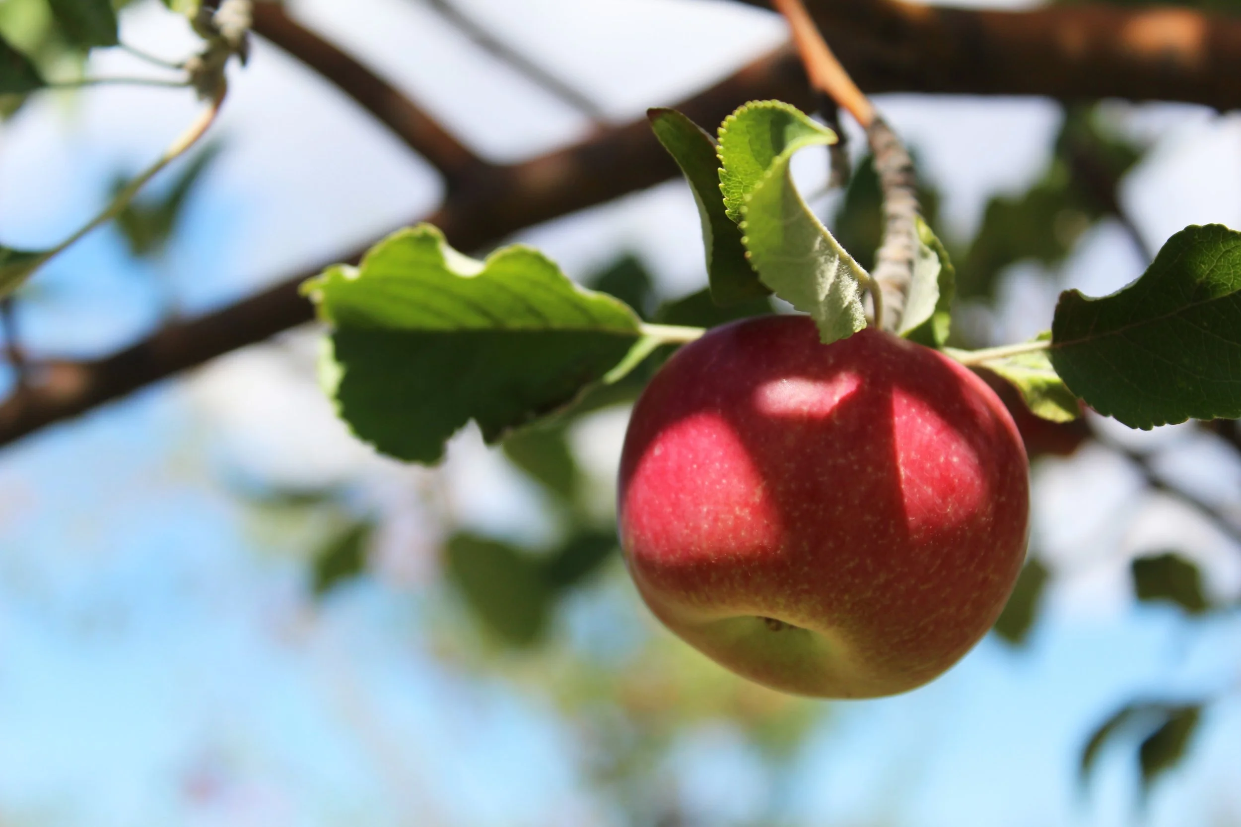 apples12.jpg