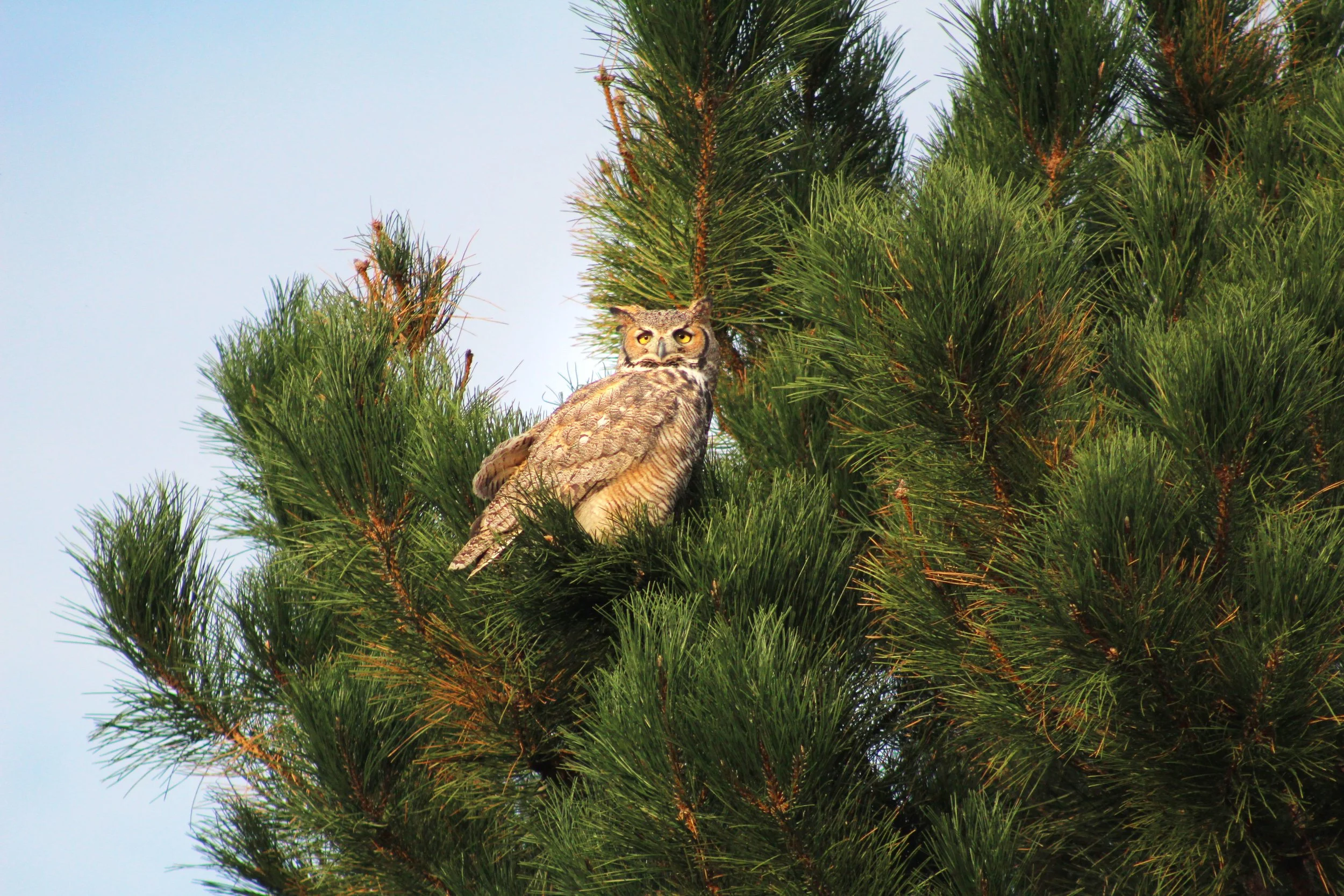 Owl.jpg