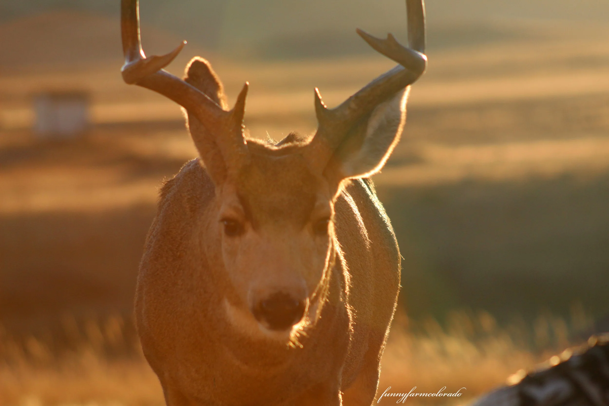 muledeerbuck1.jpg