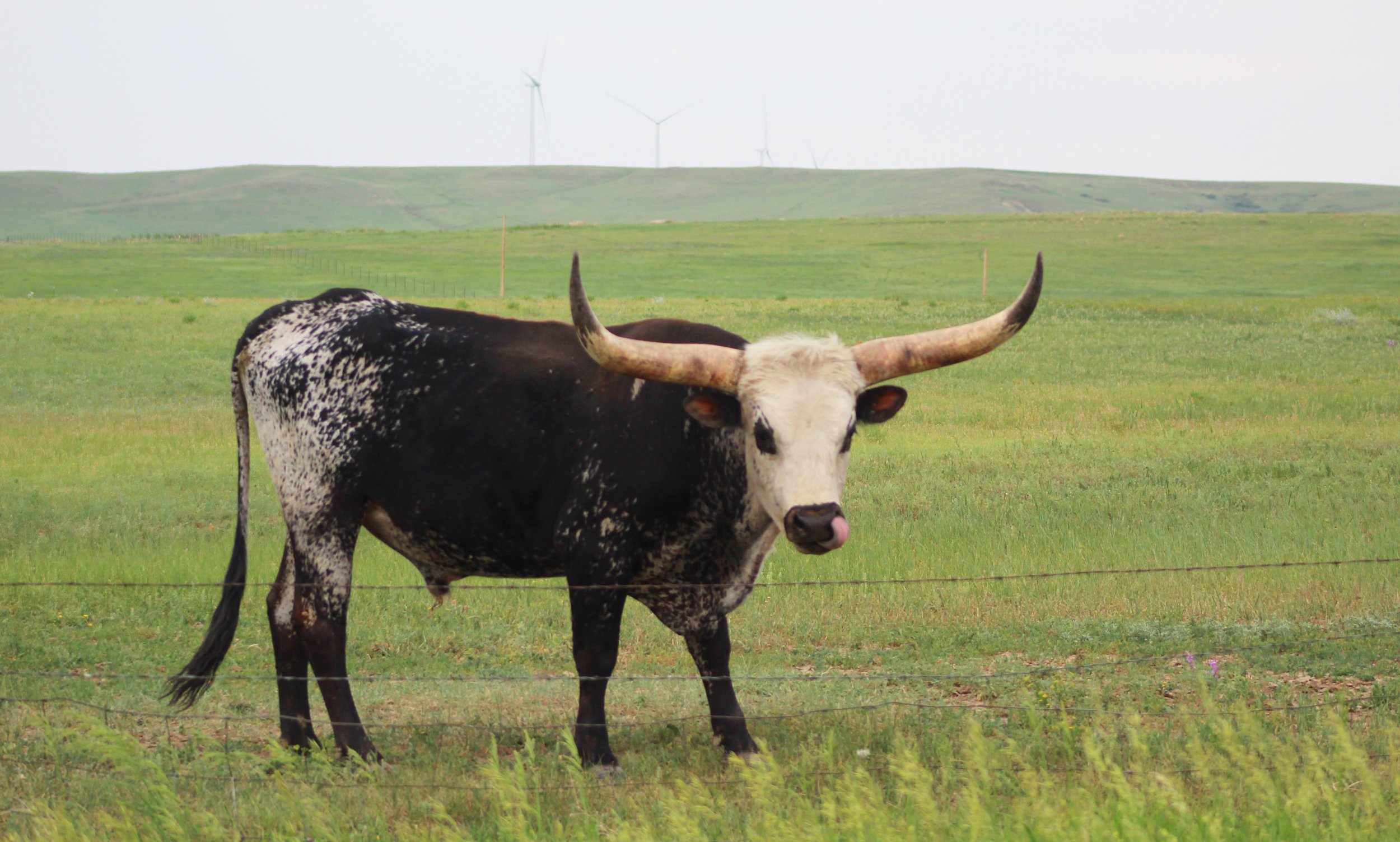 Longhorn steer.jpg