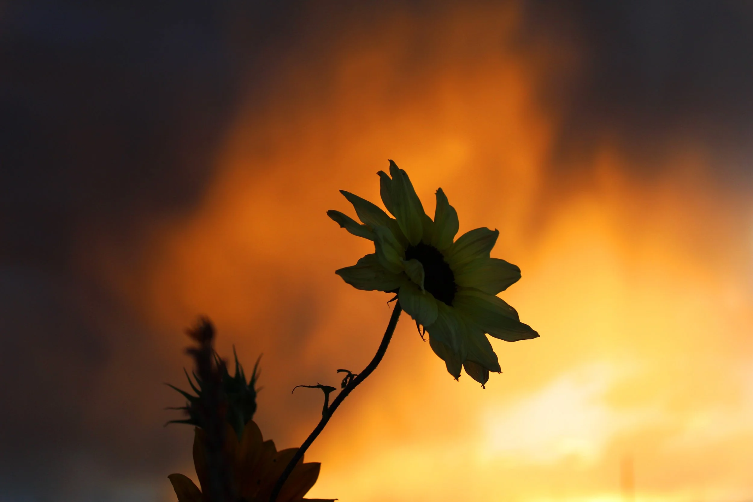 sunflower3.jpg