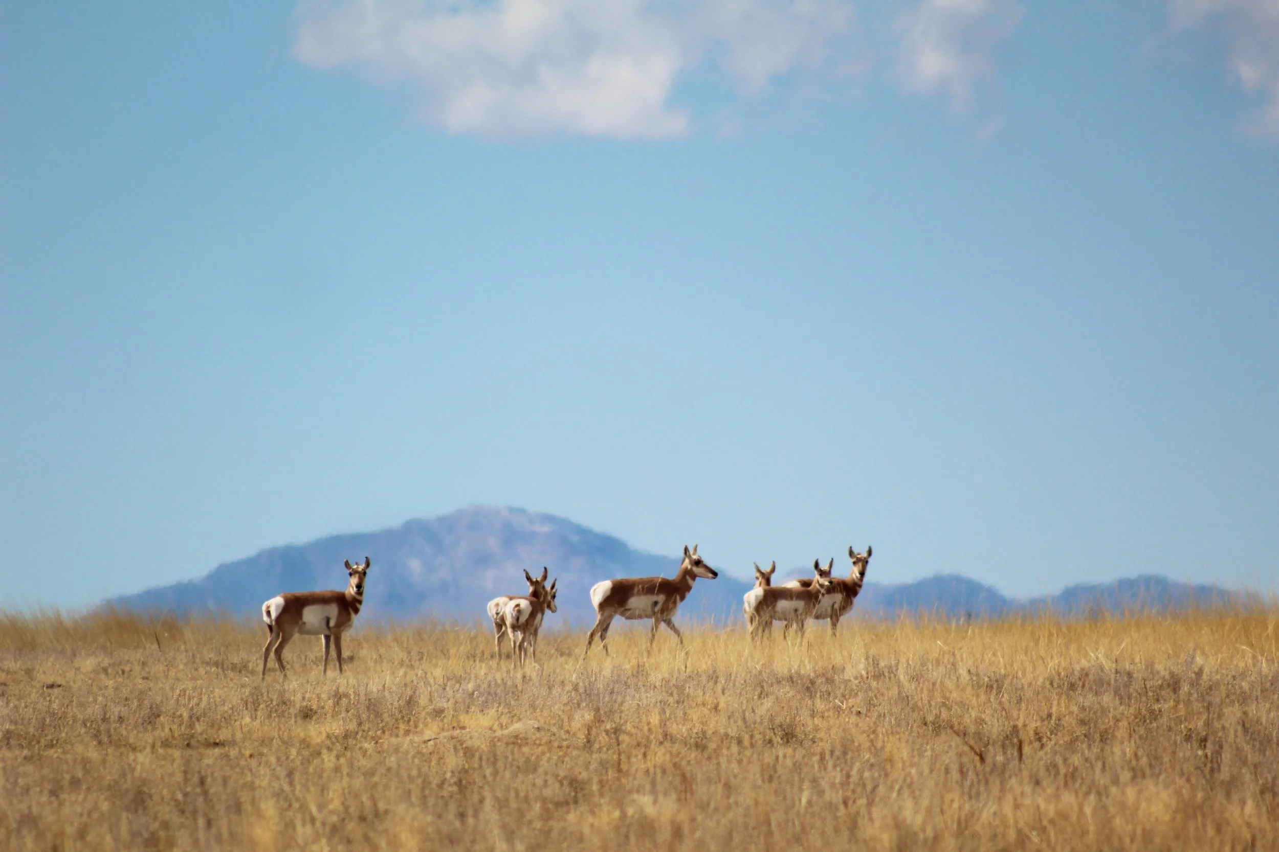 Antelope Against Pikes Peak.jpg