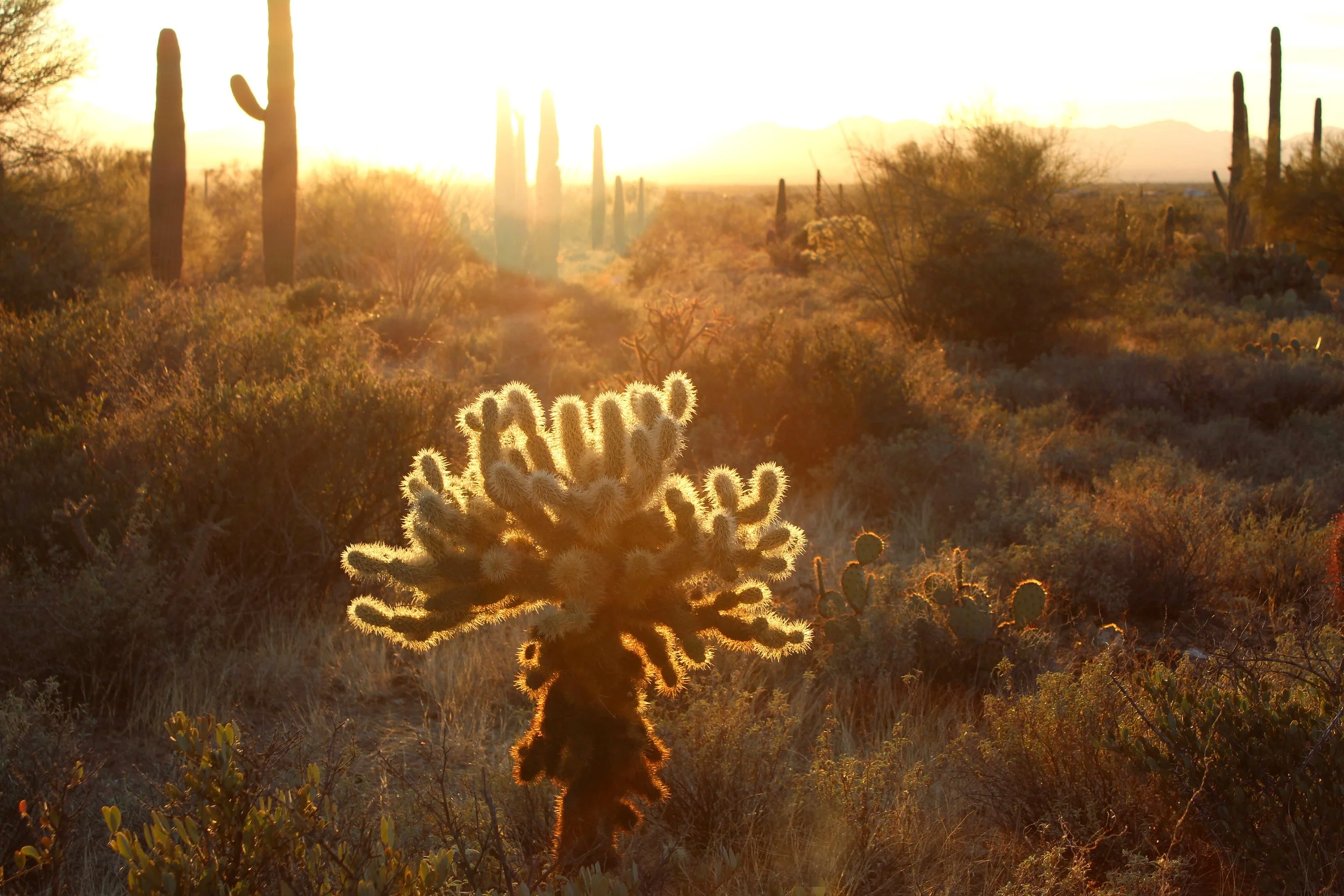 Cholla and setting sun.jpg