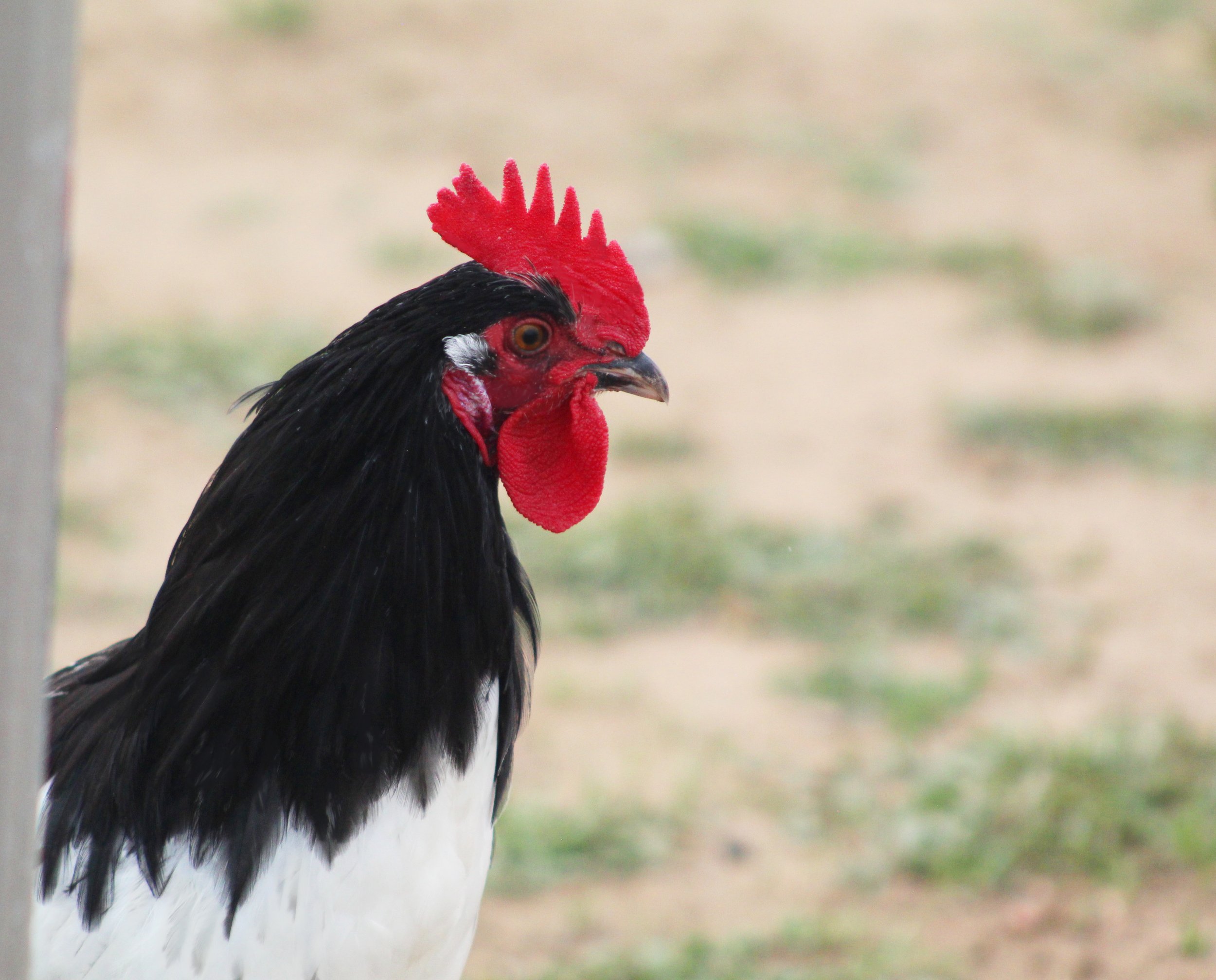 Blacl and White Rooster 2.jpg