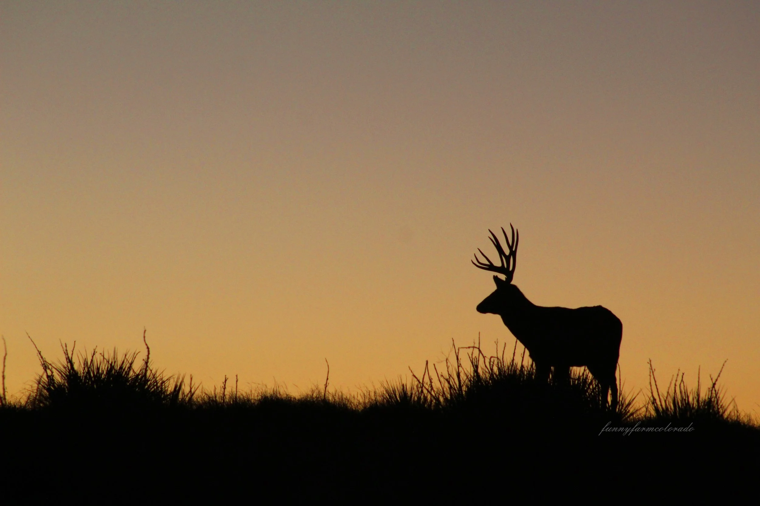 buckagainstsunset.jpg