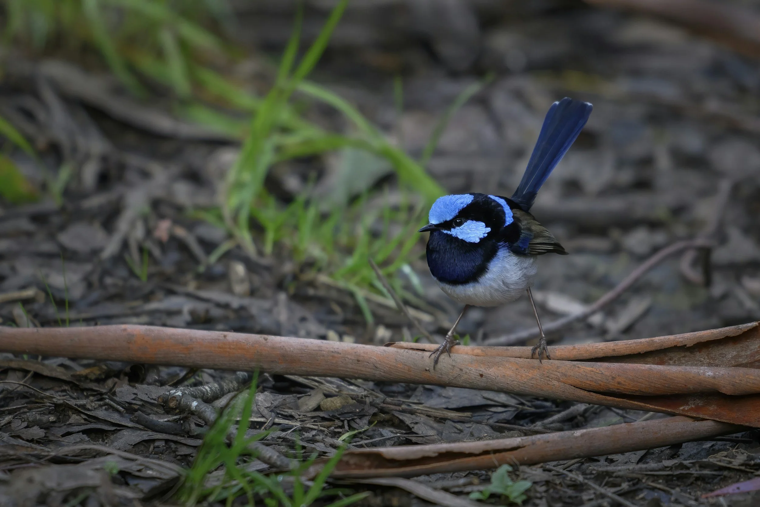 A blue and black bird standing on the ground in a natural outdoor setting with leaves and grass.