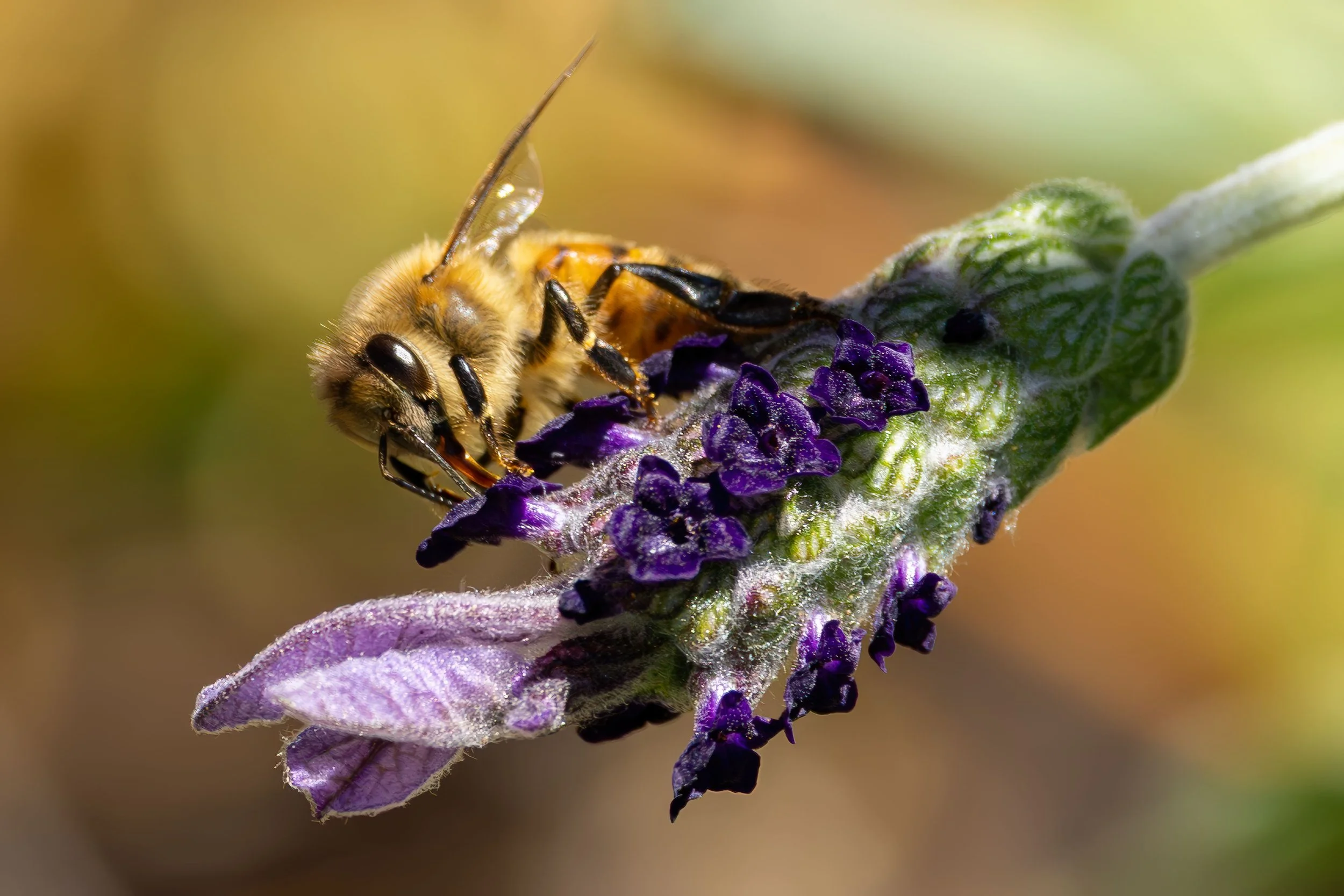 10 Native Plants to Attract Birds and Butterflies to Your Garden