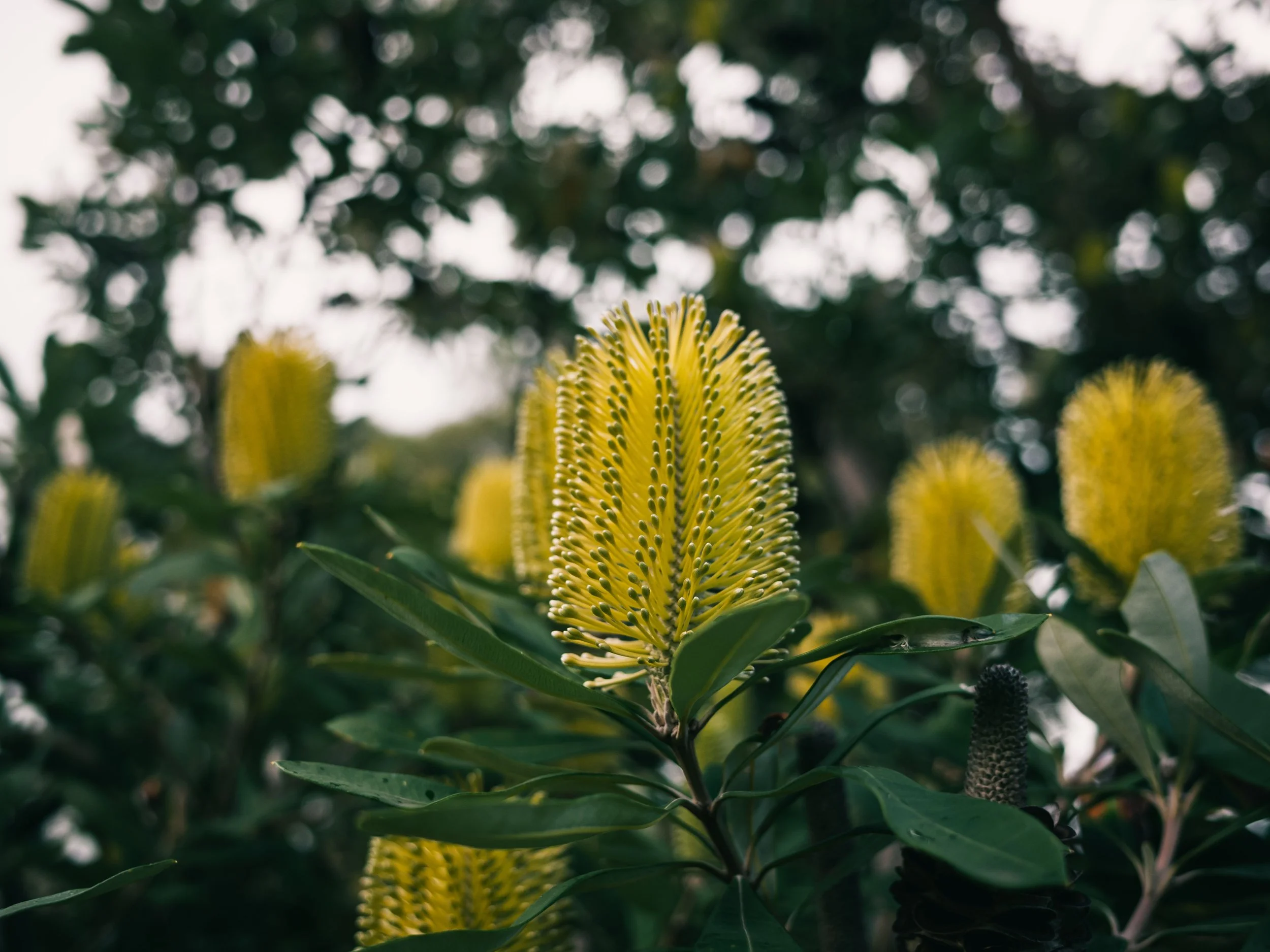 Yellow native plant flower with long, narrow, spiky petals surrounded by green leaves and foliage.